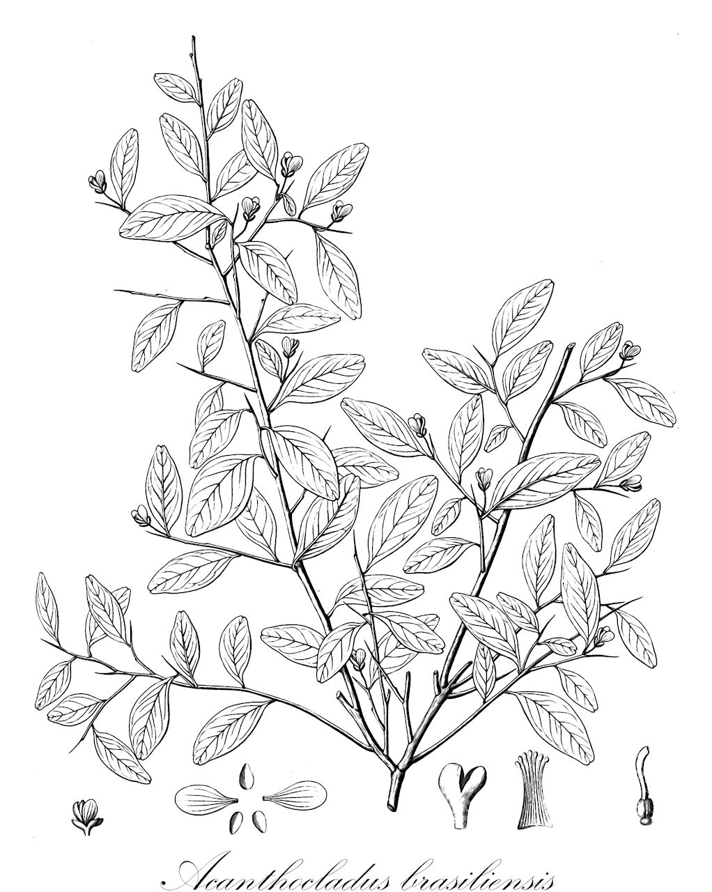 Acanthocladus brasiliensis - Polygalaceae,Plantae,Pteridobiotina,Angiosperms,Fabales,Polygalaceae,Acanthocladus,Acanthocladus brasiliensis,Mundtia brasiliensis, Polygala klotzschii