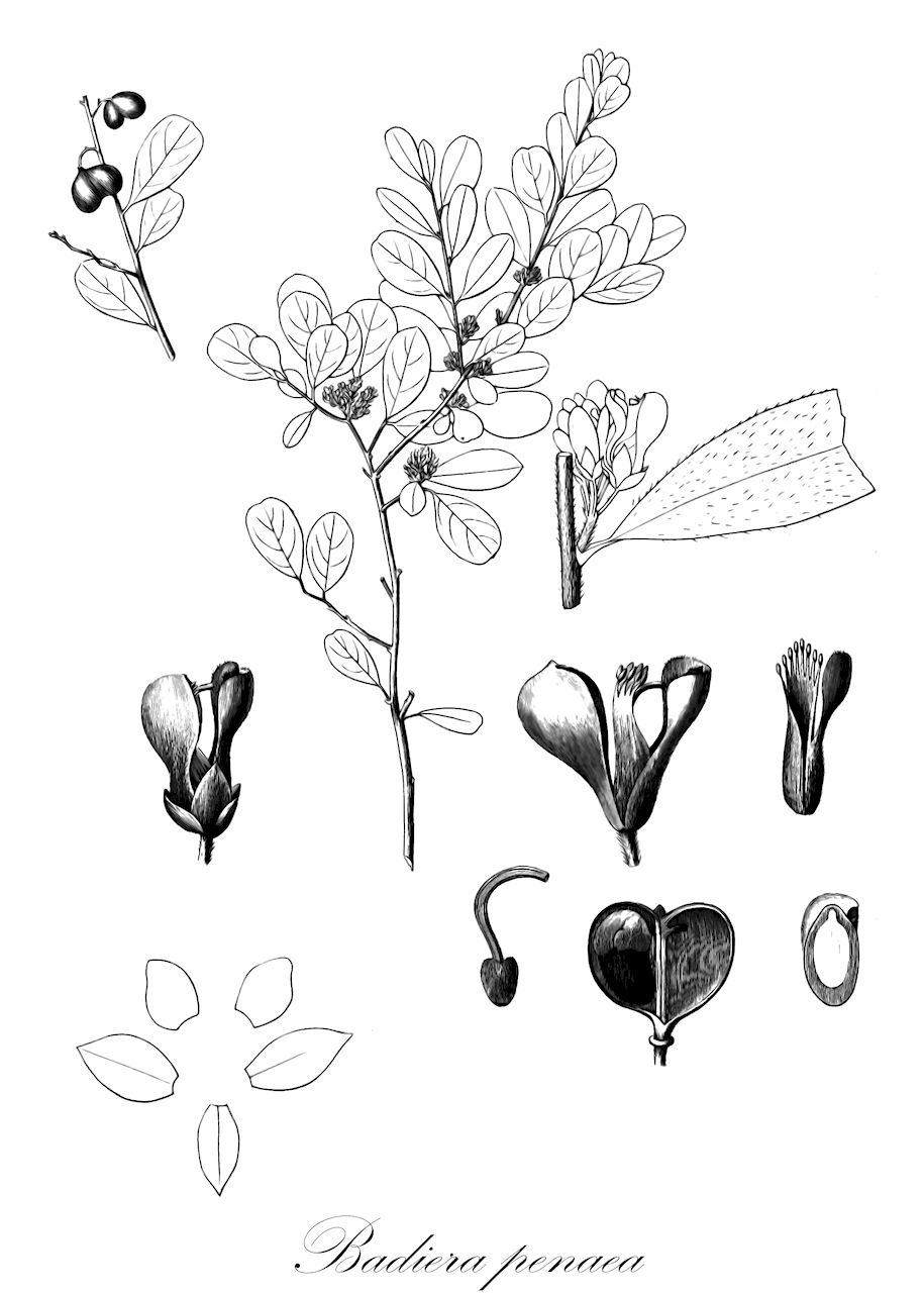 Badiera penaea - Polygalaceae,Plantae,Pteridobiotina,Angiosperms,Fabales,Polygalaceae,Badiera,Badiera penaea,Badiera domingensis, Badiera portoricensis, Polygala domingensis, Polygala penaea, Polygala penaea subsp. portoricensis, Polygala portoricensis