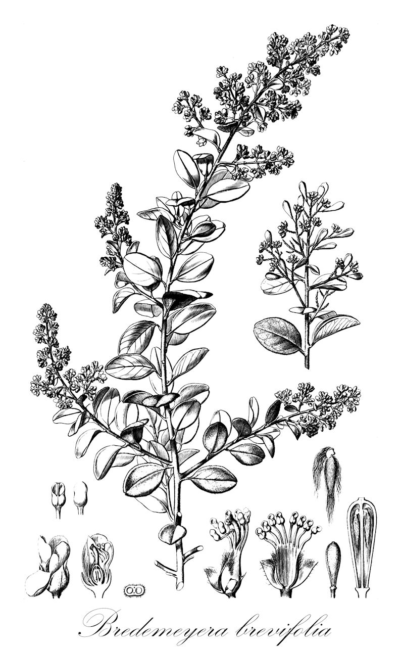 Bredemeyera brevifolia - Polygalaceae,Plantae,Pteridobiotina,Angiosperms,Fabales,Polygalaceae,Bredemeyera,Bredemeyera brevifolia,Catocoma brevifolia, Comesperma pubescens
