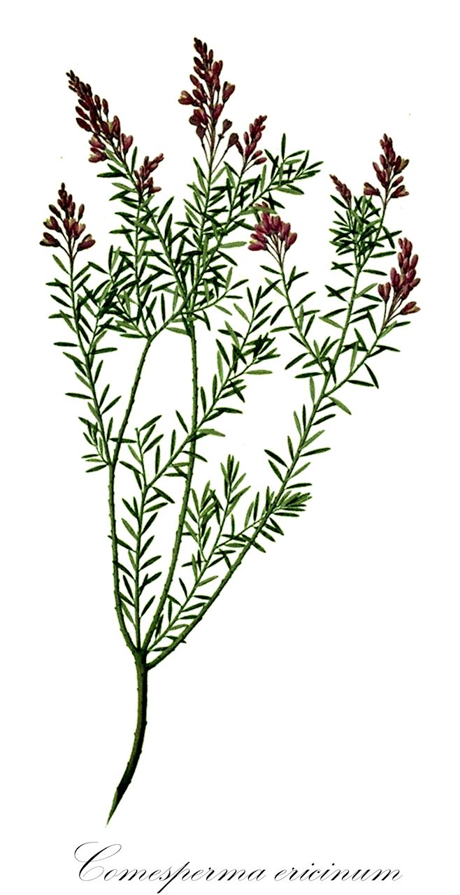 Comesperma ericinum - Polygalaceae,Plantae,Pteridobiotina,Angiosperms,Fabales,Polygalaceae,Comesperma,Comesperma ericinum,Bredemeyera ericina, Comesperma acutifolium, Comesperma aristulosum, Comesperma coridifolium, Comesperma ericinum f. aristulosum, Comesperma ericinum f. tasmanicum, Comesperma ericinum f. uncinatum, Comesperma ericinum var. acutifolum, Comesperma ericinum var. latifolium, Comesperma latifolium, Comesperma linariifolium, Comesperma planifolium, Comesperma tasmanicum, Comesperma uncinatum, Polygala banksii