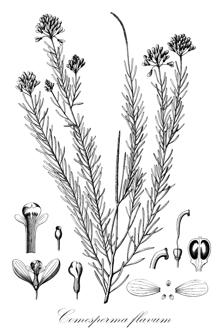 Comesperma flavum - Polygalaceae,Plantae,Pteridobiotina,Angiosperms,Fabales,Polygalaceae,Comesperma,Comesperma flavum,Bredemeyera flava