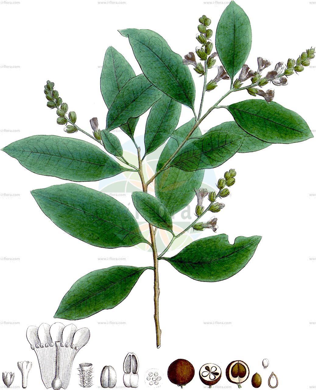 Diclidanthera laurifolia - Polygalaceae,Plantae,Pteridobiotina,Angiosperms,Fabales,Polygalaceae,Diclidanthera,Diclidanthera laurifolia,Pluchia curiosa
