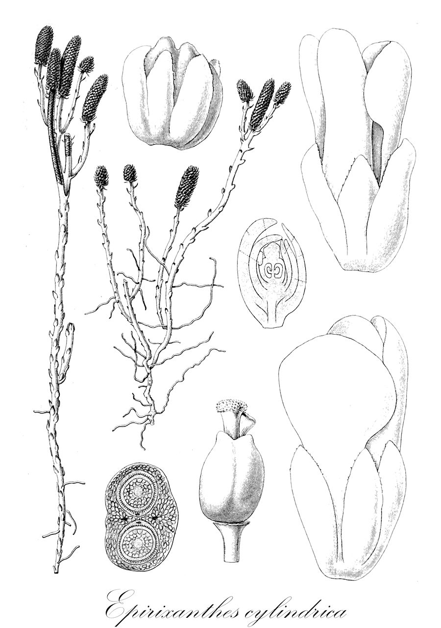 Epirixanthes cylindrica - Polygalaceae,Plantae,Pteridobiotina,Angiosperms,Fabales,Polygalaceae,Epirixanthes,Epirixanthes cylindrica,Salomonia cylindrica