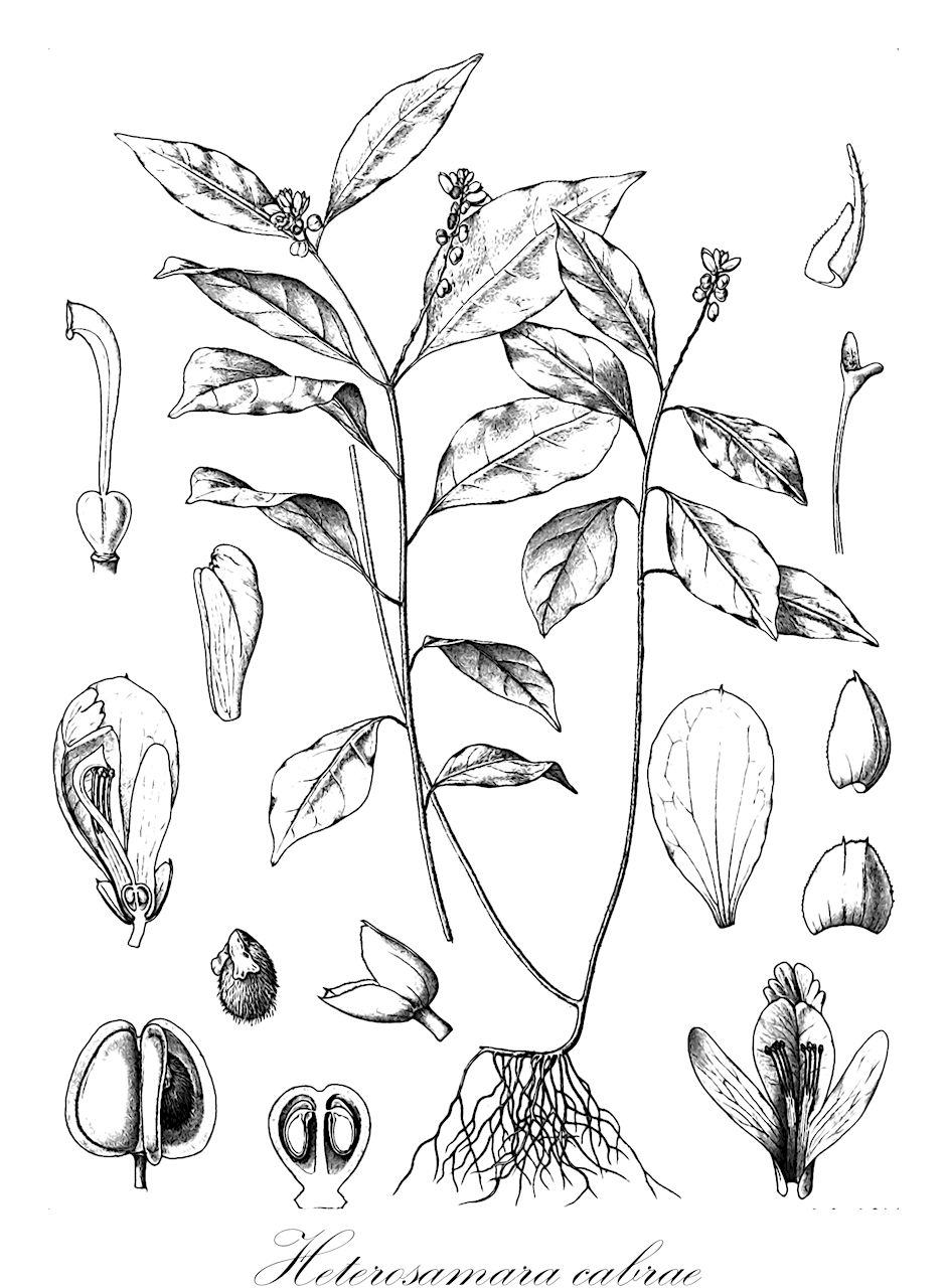 Heterosamara cabrae - Polygalaceae,Plantae,Pteridobiotina,Angiosperms,Fabales,Polygalaceae,Heterosamara,Heterosamara cabrae,Polygala cabrae