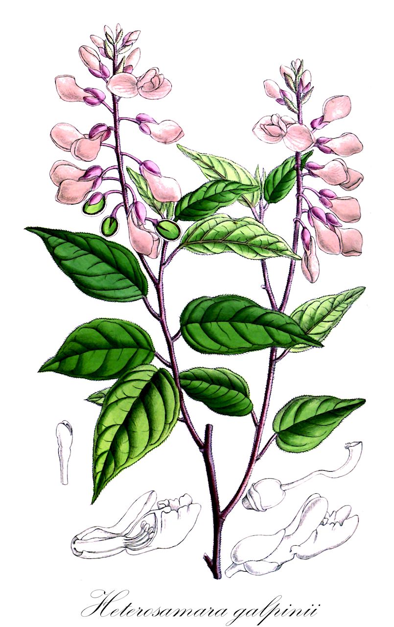 Heterosamara galpinii - Polygalaceae,Plantae,Pteridobiotina,Angiosperms,Fabales,Polygalaceae,Heterosamara,Heterosamara galpinii,Polygala galpinii