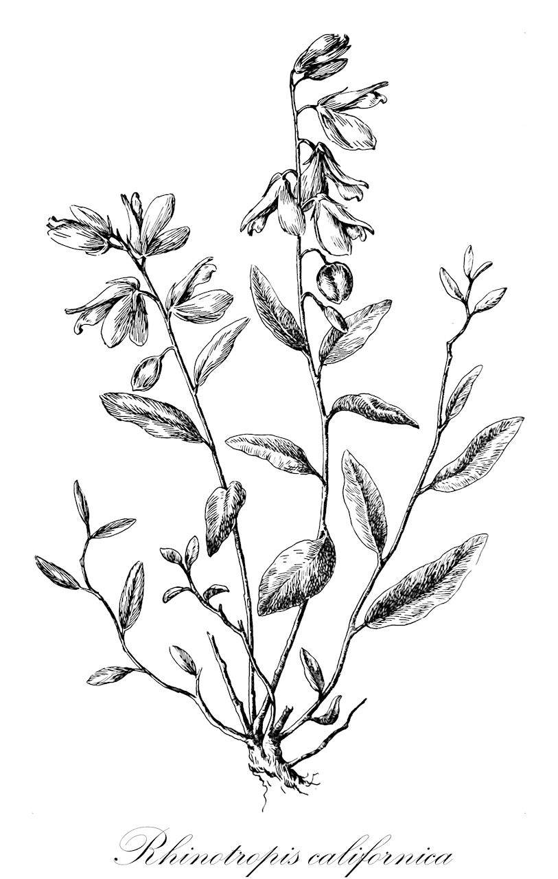 Rhinotropis californica - Polygalaceae,Plantae,Pteridobiotina,Angiosperms,Fabales,Polygalaceae,Rhinotropis,Rhinotropis californica,Polygala californica