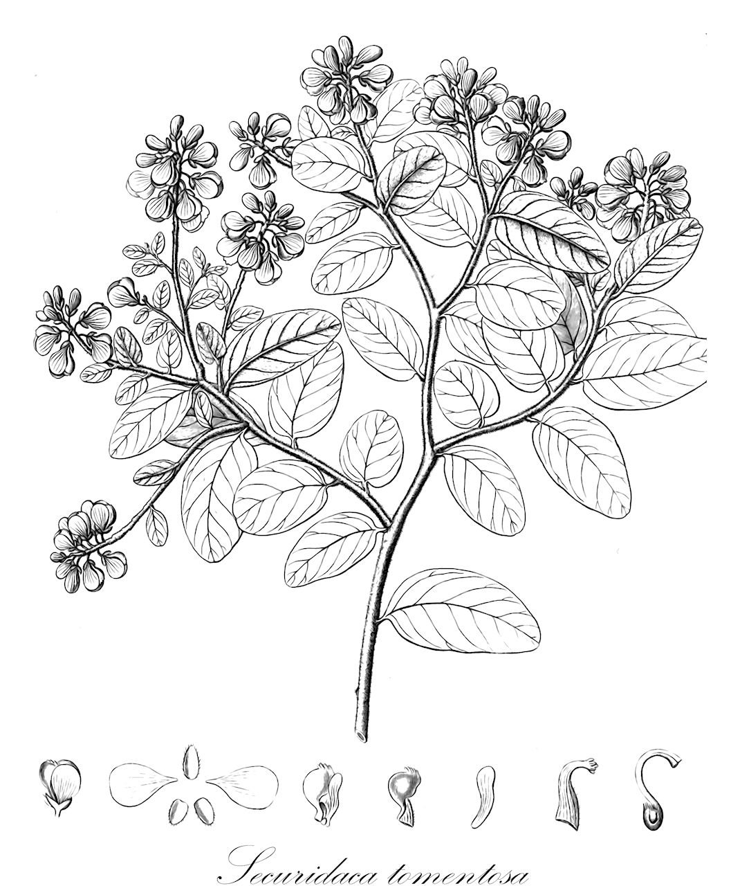 Securidaca tomentosa - Polygalaceae,Plantae,Pteridobiotina,Angiosperms,Fabales,Polygalaceae,Securidaca,Securidaca tomentosa,Elsota tomentosa, Securidaca luschnathiana