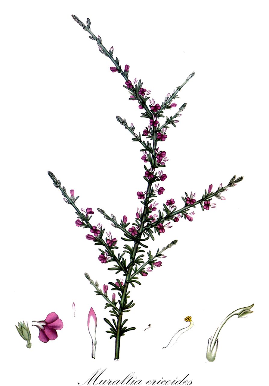 Muraltia ericoides - Polygalaceae,Plantae,Pteridobiotina,Angiosperms,Fabales,Polygalaceae,Muraltia,Muraltia ericoides,Heistera ericodes, Heistera fasciculata, Muraltia burmannii, Muraltia faciculata, Muraltia linophylla, Muraltia neglecta, Muraltia poiretii, Muraltia virgata, Polygala ericoides, Polygala fasciculata