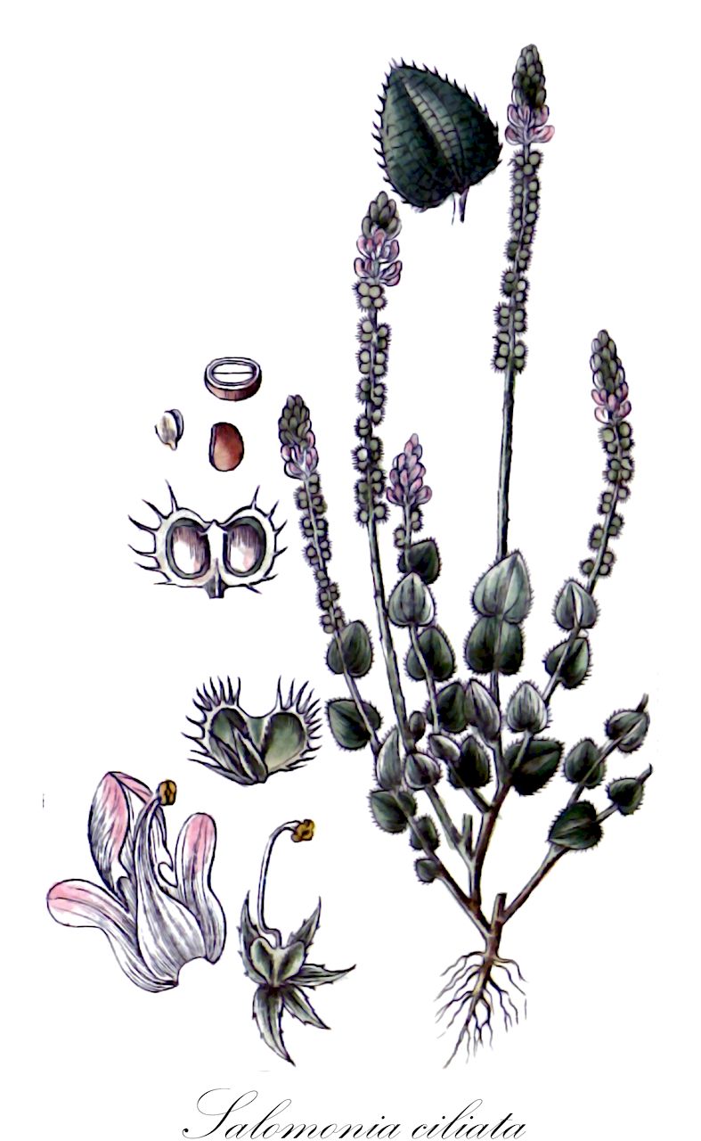 Salomonia ciliata - Polygalaceae,Plantae,Pteridobiotina,Angiosperms,Fabales,Polygalaceae,Salomonia,Salomonia ciliata,Amorpha pedalis, Polygala arnottiana, Polygala canarana, Polygala ciliata, Salomonia angulata, Salomonia arnottiana, Salomonia canarana, Salomonia cavaleriei, Salomonia ciliata f. ciliata, Salomonia cordata, Salomonia crabiformis, Salomonia horneri, Salomonia leptostachya, Salomonia oblongifolia, Salomonia obovata, Salomonia ramosissima, Salomonia rigida, Salomonia sessilifolia, Salomonia setoso-ciliata, Salomonia stricta, Salomonia uncinata