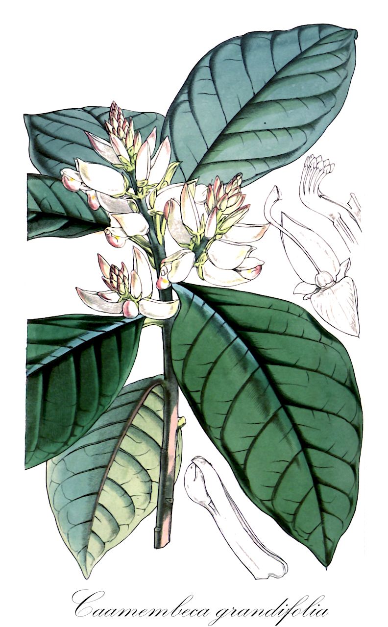 Caamembeca grandifolia - Polygalaceae,Plantae,Pteridobiotina,Angiosperms,Fabales,Polygalaceae,Caamembeca,Caamembeca grandifolia,Polygala grandifolia, Polygala hilariana