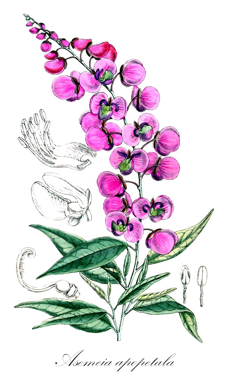 Asemeia apopetala - Polygalaceae,Plantae,Pteridobiotina,Angiosperms,Fabales,Polygalaceae,Asemeia,Asemeia apopetala,Polygala apopetala