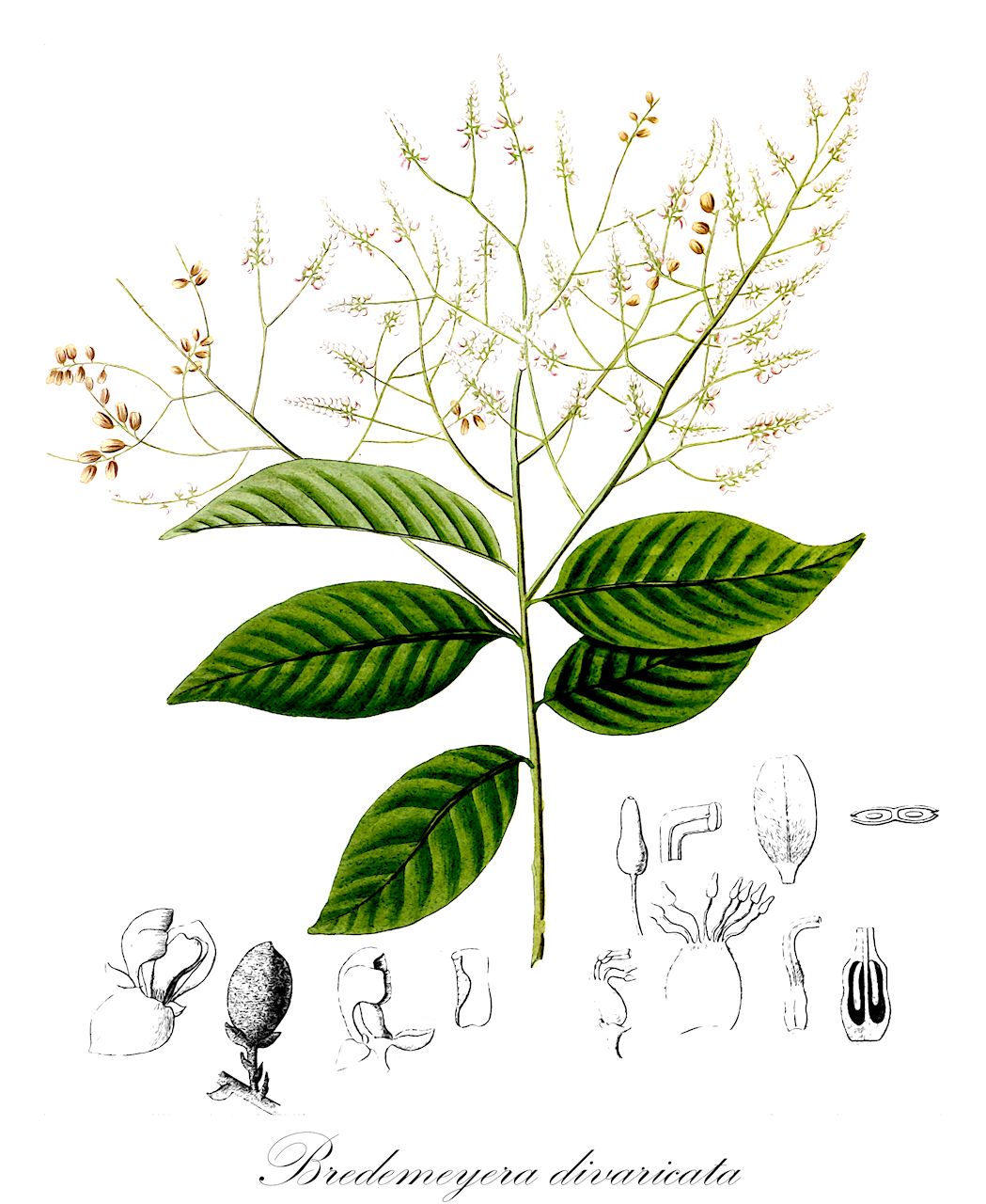 Bredemeyera divaricata - Polygalaceae,Plantae,Pteridobiotina,Angiosperms,Fabales,Polygalaceae,Bredemeyera,Bredemeyera divaricata,Badiera divaricata, Bredemeyera altissima, Bredemeyera altissima var. altissima, Bredemeyera altissima var. amazonica, Bredemeyera altissima var. emarginata, Bredemeyera altissima var. mollis, Catocoma altissima, Catocoma emarginata