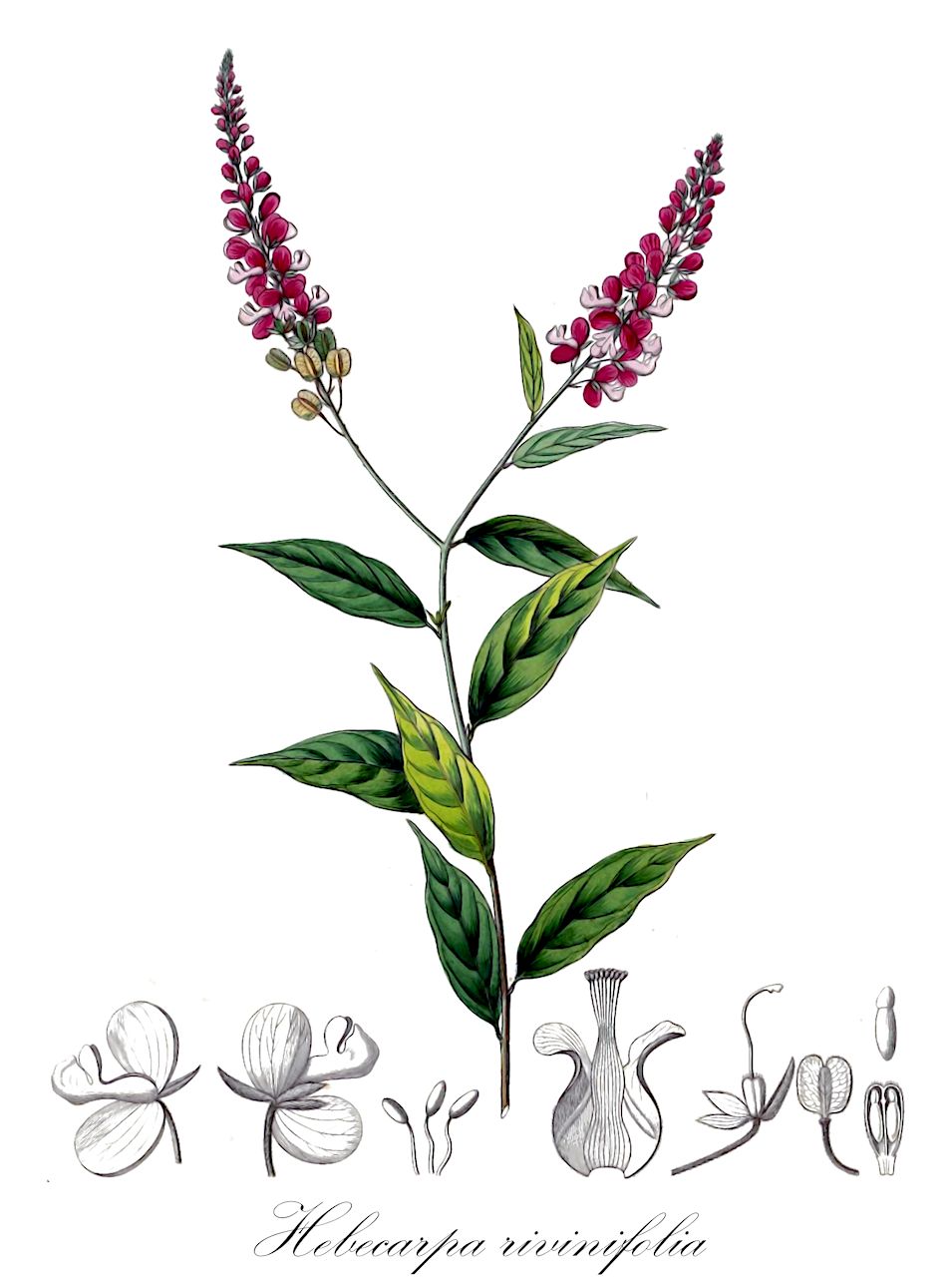 Hebecarpa rivinifolia - Polygalaceae,Plantae,Pteridobiotina,Angiosperms,Fabales,Polygalaceae,Hebecarpa,Hebecarpa rivinifolia,Polygala albowiana, Polygala americana var. normalis, Polygala jaliscana, Polygala rivinifolia, Polygala sinaloensis