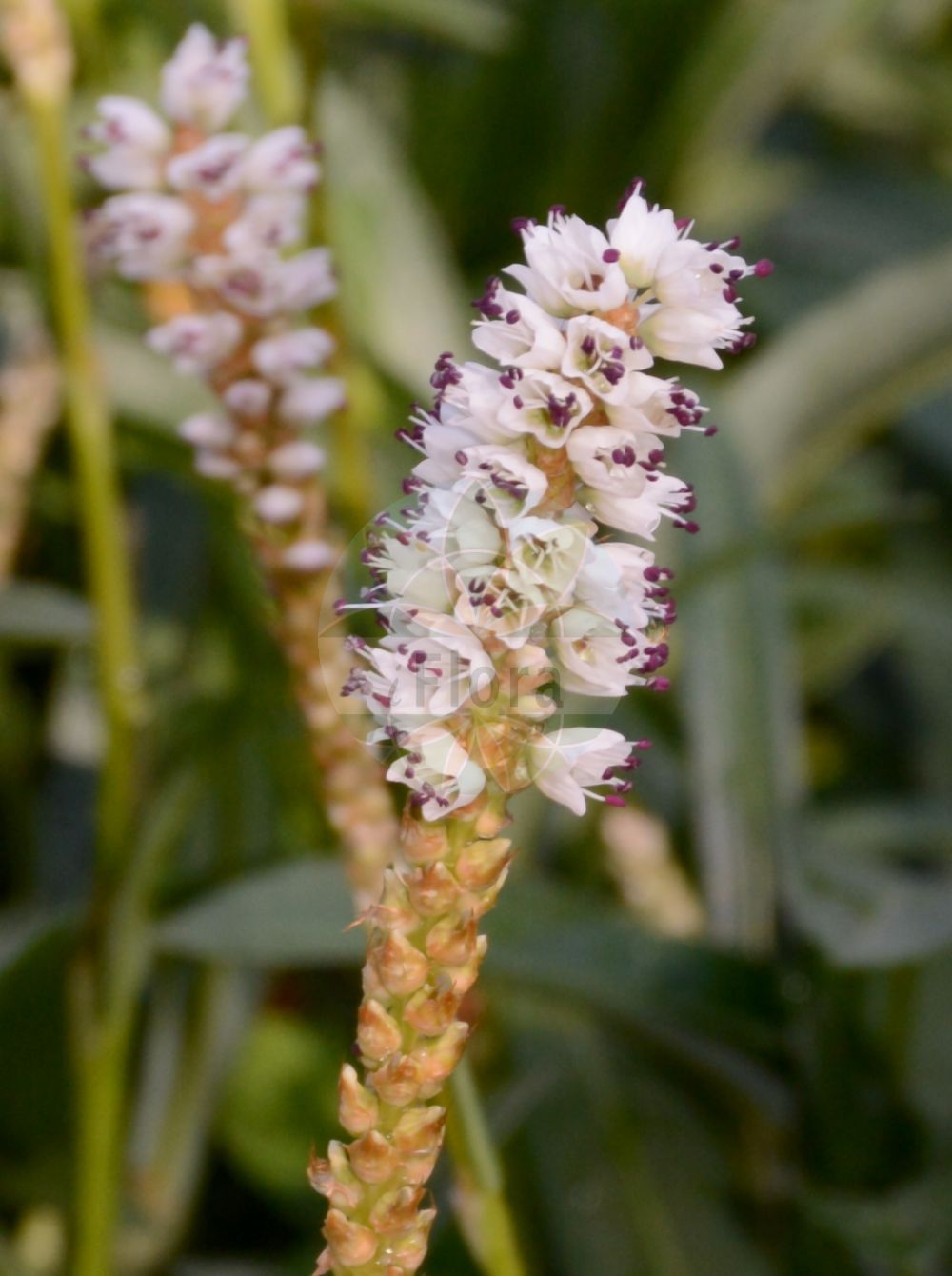 Persicaria vivipara - Polygonaceae,Plantae,Pteridobiotina,Angiosperms,Caryophyllales,Polygonaceae,Persicaria,Persicaria vivipara,Bistorta americana, Bistorta insularis, Bistorta macounii, Bistorta vivipara, Bistorta vivipara, Bistorta vivipara f. ramosa, Bistorta vivipara subsp. fugax, Bistorta vivipara subsp. macounii, Bistorta vivipara var. roessleri, Colubrina vivipara, Polygonum macounii, Polygonum viviparum, Polygonum viviparum var. macounii,Knöllchen-Wiesenknöterich;Knöllchen-Knöterich;alpine bistort;serpent grass;viviparous bistort;Renouée vivipare;bistorte vivipare;petite bistorte;bistorta vivípara;suelda coloradilla;Poligono viviparo;poligono delle Alpi;sanguinaria vivipara;bistorta minore;knolduizendknoop;levendbarende duizendknoop;горец живородящий;nejcë;bistorta vivípara;gomoljičasti dvornik;vetenskapliga;liten ormrot;ormrot;topspirende pileurt;rdest żyworodny;mukagotoranô;ムカゴトラノオ;živorodna dresen;гірчак живородний;живородно кървавиче;pung-kirburohi;vairvasiņu sūrene;harerug;nurmitatar;kornsúra;zhū yá quán cān;珠芽拳参