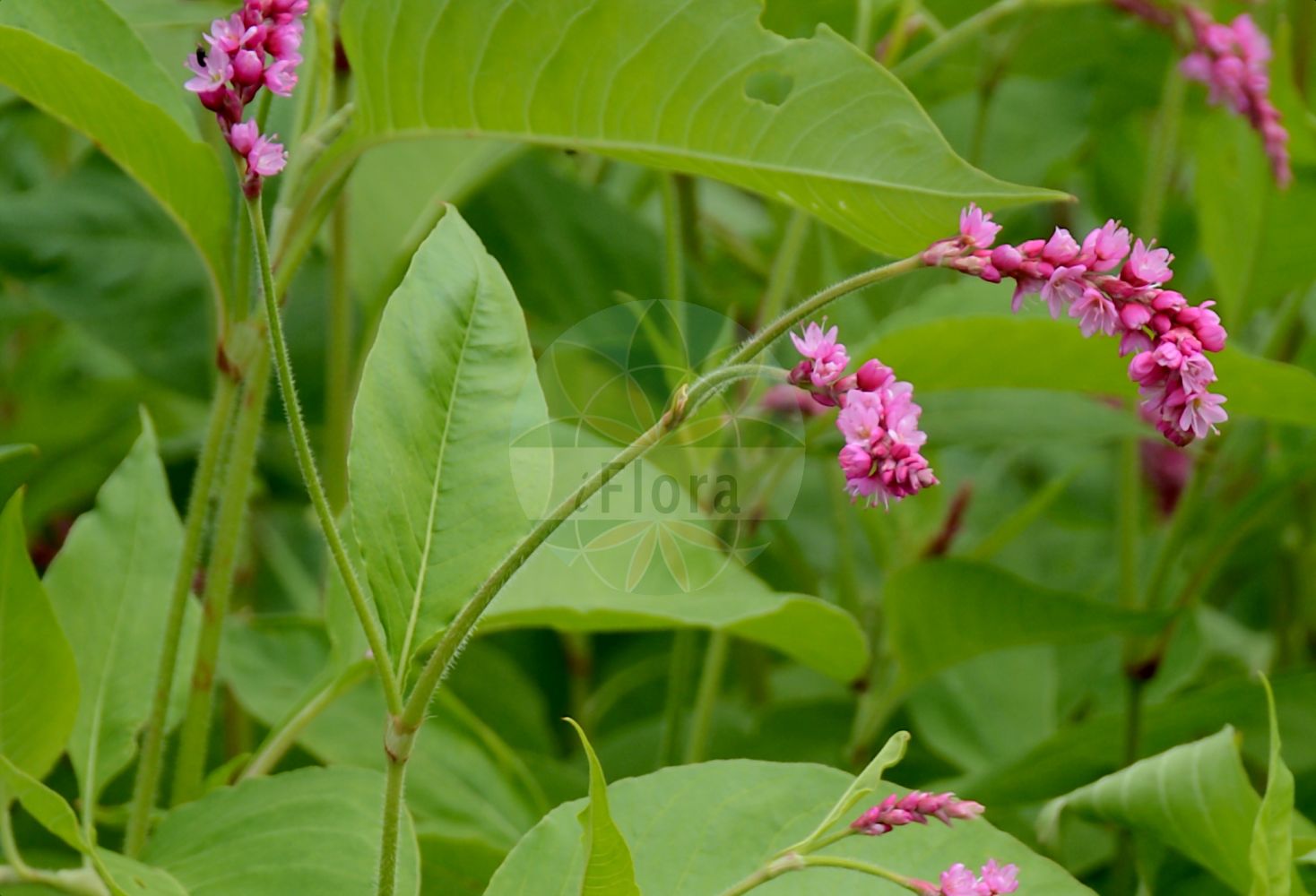 Persicaria orientalis - Polygonaceae,Plantae,Pteridobiotina,Angiosperms,Caryophyllales,Polygonaceae,Persicaria,Persicaria orientalis,Amblygonum orientale, Amblygonum orientale var. pilosum, Amblygonum orientale var. pilosum, Amblygonum pilosum, Goniaticum solitarium, Heptarina orientalis, Lagunea cochinchinensis, Lagunea orientalis, Lagunea orientalis var. pilosa, Persicaria cochinchinensis, Persicaria pilosa, Polygonum amoenum, Polygonum cochinchinense, Polygonum cordobense, Polygonum orientale, Polygonum orientale var. discolor, Polygonum orientale var. pilosum, Polygonum pilosum, Polygonum pilosum, Polygonum torquatum, Polygonum torquatum,Orient-Knöterich;Östlicher Knöterich;kiss-me-over-the-garden-gate;princess-feather;renouée orientale;eastern knotgrass;prince's feather;princess feather;kiss me over the garden gate;Renouée d'Orient;persicaire du Levant;renouée orientale;disciplinas de monja;golillas de corte;gitanas;Poligono orientale;strand-kamille;oosterse duizendknoop;cordão-de-cardeal;persicária-do-oriente;горец восточный;hanımsallandı;hejda e Lindjes;nejcë;dvornik;purpurpilört;orientalsk pileurt;rdest wschodni;ooketade;ô-ketade;オウケタデ;benibana-ô-ketade;ô-benitade;ô-ke-tade;オオケタデ;オオベニタデ;ベニバナオオケタデ;vzhodna dresen;karmazsinvirág;pulykaorrú keserűfű;rdesno východní;moțul curcanului;horčiak východný;stavikrv východný;гірчак східний;градинско пипериче;orientslirekne;purppuratatar;hóng liǎo;红蓼