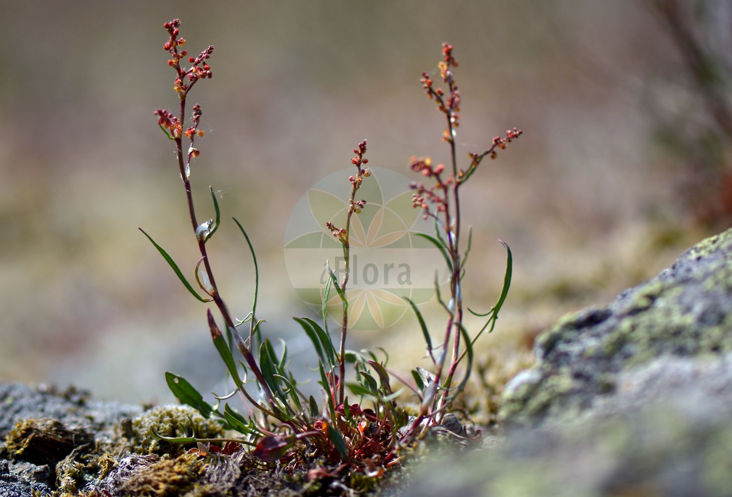 Rumex acetosella - Polygonaceae,Plantae,Pteridobiotina,Angiosperms,Caryophyllales,Polygonaceae,Rumex,Rumex acetosella,Acetosa acetosella, Acetosa arvensis, Acetosa hastata, Acetosa multifida, Acetosa parva, Acetosa repens, Acetosa sterilis, Acetosella acetosella, Acetosella multifida, Acetosella multifida subsp. angiocarpa, Acetosella multifida subsp. australis, Acetosella multifida subsp. tenuifolia, Acetosella multifida subsp. vulgaris, Acetosella tenuifolia, Acetosella vulgaris, Acetosella vulgaris f. integrifolia, Acetosella vulgaris f. multifida, Lapathum arvense, Rumex acetosella f. acetosella, Rumex acetosella subsp. acetosella, Rumex acetosella subsp. tenuifolius, Rumex acetosella var. acetosella, Rumex acetosella var. multifidus, Rumex acetosella var. tenuifolius, Rumex acetosella var. vulgaris, Rumex arvensis, Rumex fascilobus, Rumex multifidus, Rumex tenuifolius,Eigentlicher Kleiner Sauer-Ampfer;Kleiner Sauer-Ampfer;Gewöhnlicher Kleiner Sauerampfer;Hüllfrüchtiger Sauerampfer;Kleiner Sauerampfer;Verwachsenfrüchtiger Kleiner Sauerampfer;Kleiner Sauerampfer;Hüllfrüchtiger Sauer-Ampfer;sheep's sorrel;field sorrel;sheep sorrel;oseille;petite oseille;sûrette;common sorrel;red sorrel;common sheep sorrel;Petite oseille;Rumex petite oseille;rumex petite-oseille;oseillette;oseille des brebis;oseille de Pâques;petite oseille à feuilles étroites;petite vinette;sarcille;sarcillette;surelle;vinette sauvage;acedera menor;vinagrillo;romacilla;sangre de toro;barrabacillo;lenguilla;vinagrita;acederilla;Rómice acetosella;acetosa minore;romice acetosella;acetosa piccola;acetosella;schapezuring;stoelen-bies;azedinha;erva-azeda;щавелек;щавель воробьиный;щавель малый;kuzukulağı;lëpjetë;ufullaçkë;uthëllnike;mala kiselica;stippel-ganzevoet;bergsyra;äkta bergsyra;rodknæ;almindelig rødknæ;szczaw polny;hime-suiba;ヒメスイバ;mala kislica;juhsóska;kyselka obecná;šťovík menší tenkolistý;šťovík menší;măcriș mărunt;štaviček obyčajný;šťavel tenkolistý;щавель горобиний;кози киселец;козя брада;тънколистен лапад;väike oblikas;mazā skābene;småsyre;vanlig småsyre;ahosuolaheinä;hundasúra;мали кисељак;танколисни штавељ;smulkioji rūgštynė;ξινάκι;xiǎo suān mó;小酸模