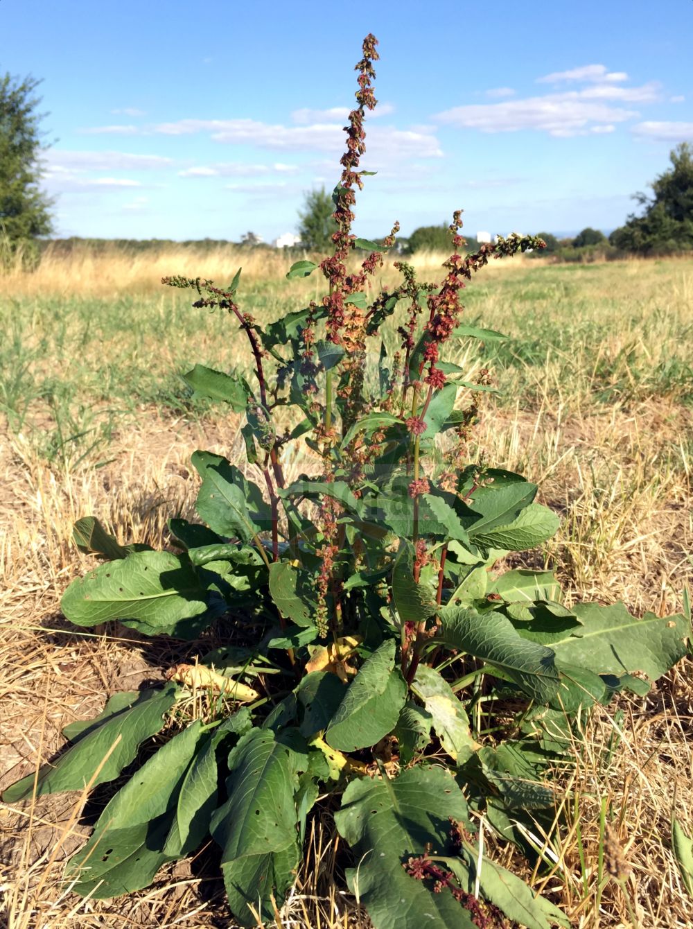 Rumex obtusifolius - Polygonaceae,Plantae,Pteridobiotina,Angiosperms,Caryophyllales,Polygonaceae,Rumex,Rumex obtusifolius,Acetosa obtusifolia, Lapathum obtusifolium, Lapathum sylvestre, Rumex agrestis, Rumex crispatulus, Rumex laevigatus, Rumex obtusifolius subsp. agrestis, Rumex obtusifolius subsp. obtusifolius, Rumex obtusifolius var. agrestis,Eigentlicher Stumpfblättriger Ampfer;Stumpfblättriger Ampfer;Stumpfblatt-Ampfer;Gewöhnlicher Stumpfblättriger Ampfer;broad-leaved dock;bitter dock;broadleaf dock;patience a feuilles obtuses;blunt-leaved dock;broad-leaf dock;Patience sauvage;Rumex à feuilles obtuses;patience à feuilles obtuses;parelle;acedera obtusifolia;romaza de hoja grande;acedera de hojas obtusas;acedera;engordapuercos;lengua de vaca;lenguaperro;romaza;romaza vulgar;Romice comune;romice dei tetti;lingua di capra;romice a foglie ottuse;stinkende gouwe;ridderzuring;labaca-obtusa;manteigueira;labaça-obtusa;azeda-de-folha-larga;coenha;erva-britânica;labaça;labaça-de-folha-larga;labaçol;ruibarbo-selvagem;щавель туполистный;kökükızıl;lëpjetë;lëpjetë e rëndomtë;lëpjetë me gjethe shytë;llengües de bou;paradella obtusifòlia;tupolisna kiselica;stinkende ballote;tomtskräppa;åkertomtskräppa;skogstomtskräppa;butbladet skræppe;tandfri skræppe;szczaw tępolistny;ezo-no-gishi-gishi;hiroha-gishi-gishi;エゾノギシギシ;ヒロハギシギシ;topolistna kislica;réti lórom;šťovík tupolistý;šťavel tupolistý;štiavec tupolistý;тъполистен лапад;tömbilehine oblikas;struplapu skābene;byhøymol;puistohierakka;taarhahierakka;tylppälehtihierakka;штавељ коњштак;bukalapė rūgštynė;μεγάλο λάπαθο;dùn yè suān mó;钝叶酸模