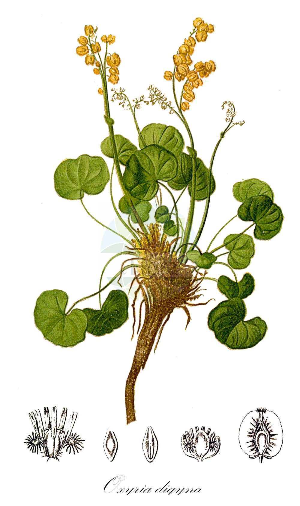 Oxyria digyna - Polygonaceae,Plantae,Pteridobiotina,Angiosperms,Caryophyllales,Polygonaceae,Oxyria,Oxyria digyna,Acetosa digyna, Donia digyna, Donia sapida, Lapathum digynum, Oxyria digyna f. elatior, Oxyria elatior, Oxyria reniformis, Oxyria reniformis var. elatior, Rheum digynum, Rumex digynus,Alpen-Säuerling;Säuerling;mountain sorrel;alpine mountain-sorrel;oxyrie de montagne;alpine mountainsorrel;alpine sorrel o;Oxyria à deux styles;oseille glaciaire;oxyria à deux carpelles;oxyria à deux stigmates;Acetosa soldanella;кисличник двустолбиковы;yayla kuzukulağı;oxíria;planinska ruđevica;fjällsyra;fjeldsyre;szczawiór alpejski;marupa-gishi-gishi;マルパギシギシ;alpski kislec;кисличник двостовпчиковий;киселичник;fjellsyre;hapro;ólafssúra;οξυρία δίγυνος;shān liǎo;山蓼