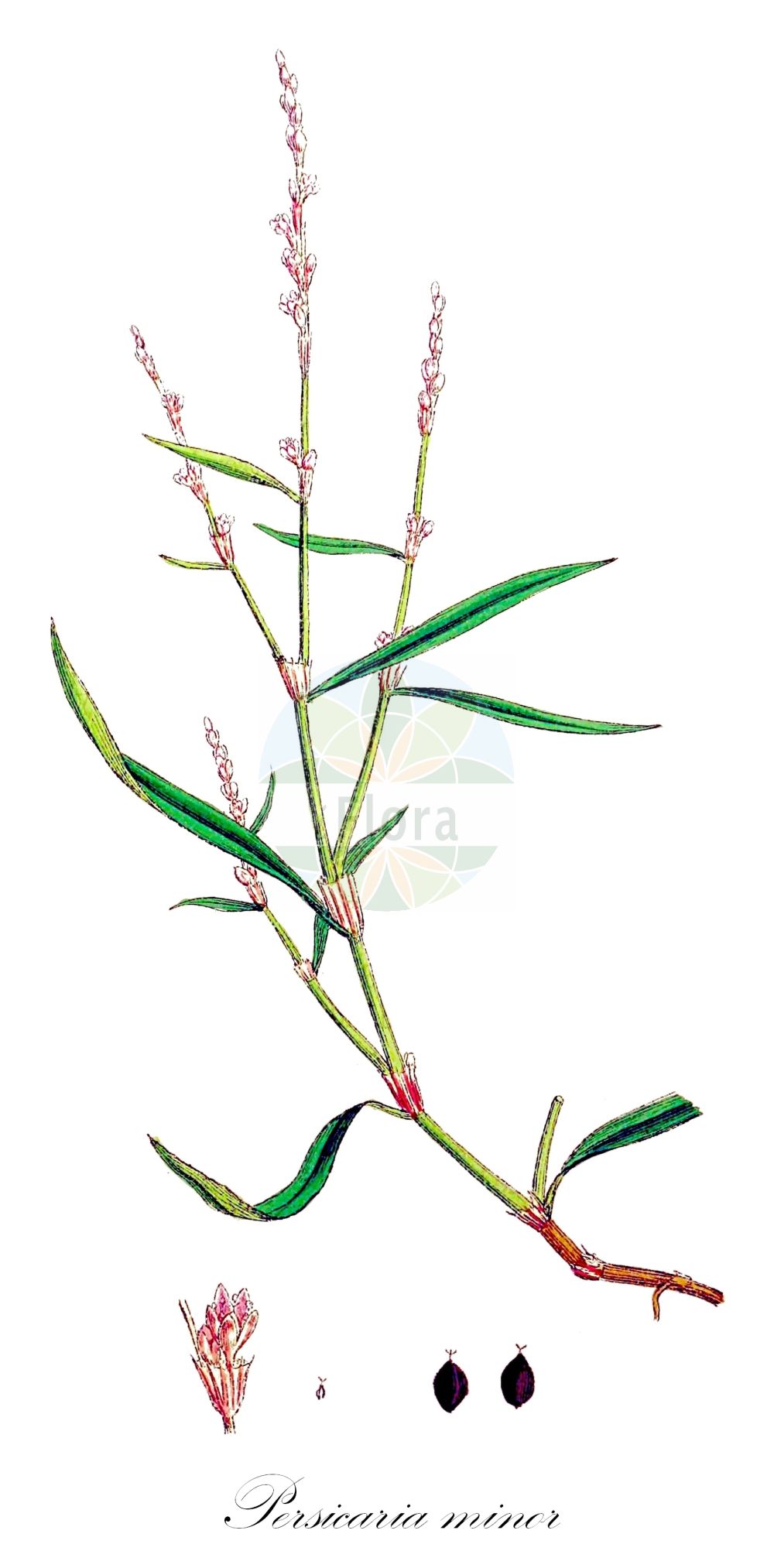 Persicaria minor - Polygonaceae,Plantae,Pteridobiotina,Angiosperms,Caryophyllales,Polygonaceae,Persicaria,Persicaria minor,Peutalis minus, Polygonum minus,Kleiner Knöterich;small water-pepper;petite renouée;least water pepper;small persicaria;swamp willow weed;pygmy smartweed;Renouée fluette;petite renouée;Poligono minore;strand-kämpar;kleine duizendknoop;горец малый;персикария малая;küçüktene;hejda e vogël;mali dvornik;rosenpilört;liden pileurt;rdest mniejszy;mala dresen;keskenylevelű keserűfű;rdesno menší;horčiak menší;stavikrv menší;гірчак малий;дребно пипериче;малко пиперче;väike kirburohi;mazā sūrene;småslirekne;mietotatar;усколисни дворник;mažasis rūgtis
