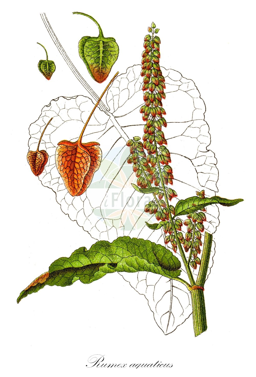 Rumex aquaticus - Polygonaceae,Plantae,Pteridobiotina,Angiosperms,Caryophyllales,Polygonaceae,Rumex,Rumex aquaticus,Rumex aquaticus subsp. euaquaticus,Wasser-Ampfer;scottish dock;trossachs dock;water dock;water sorrel;western dock;Rumex aquatique;patience aquatique;grande parelle;oseille d'eau;Romice acquatico;romice d'acqua;stink-näva;paardezuring;щавель водный;щавель водяной;lëpjetë e ujit;vodena kiselica;hästskräppa;dynd-skræppe;szczaw wodny;numa-daiô;ヌマダイオウ;vodna kislica;vízi lórom;šťovík vodní;števie de baltă;šťavel vodný;štiavec vodný;щавель водяний;воден лапад;vesioblikas;ūdeņu skābene;vasshøymol;vesihierakka;vandeninė rūgštynė;νερολάπαθο;shuǐ shēng suān mó;水生酸模