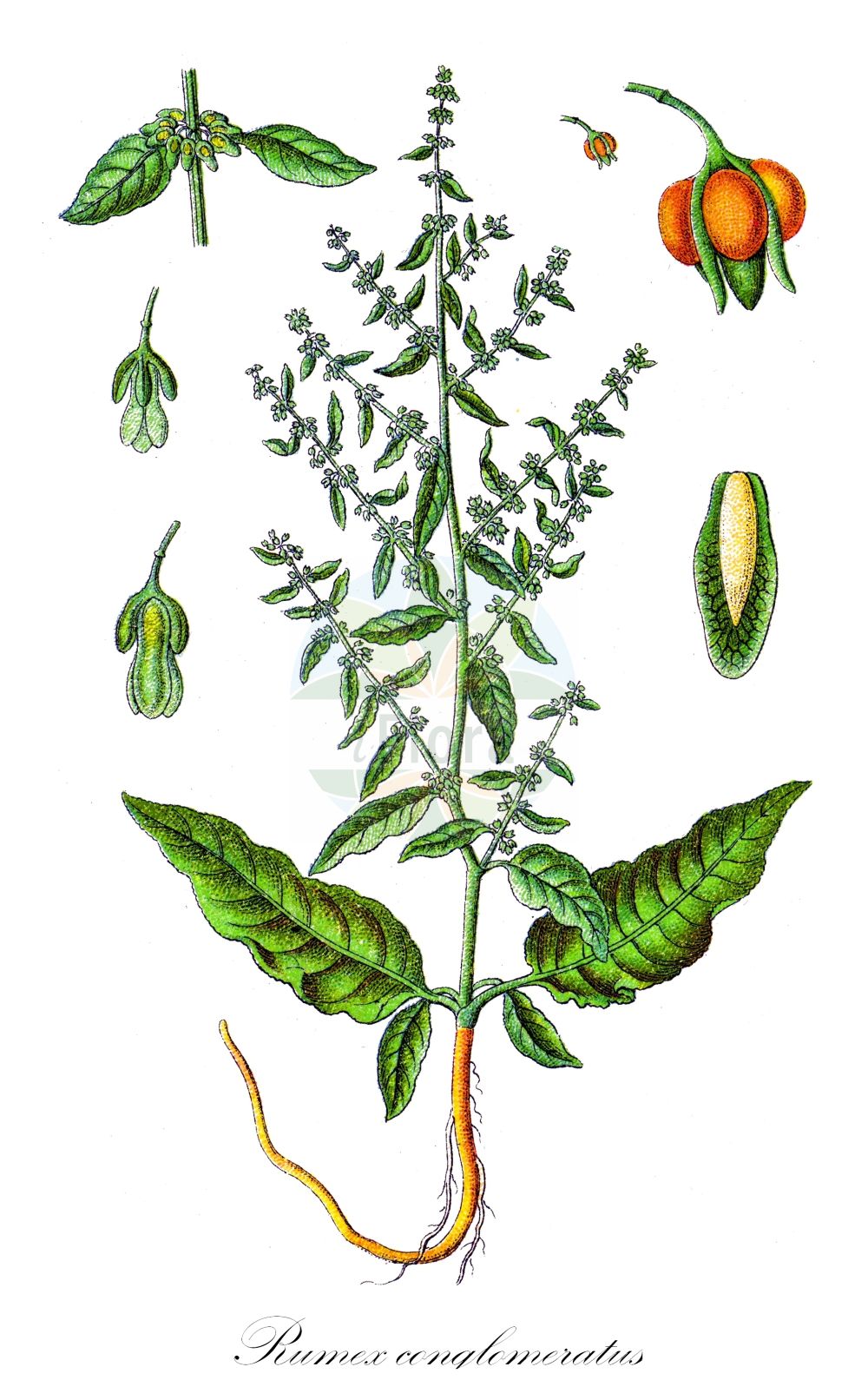 Rumex conglomeratus - Polygonaceae,Plantae,Pteridobiotina,Angiosperms,Caryophyllales,Polygonaceae,Rumex,Rumex conglomeratus,Acetosa conglomerata, Rumex acutus, Rumex glomeratus, Rumex litoralis, Rumex nemolapathum, Rumex nemorosus, Rumex paludosus,Knäuel-Ampfer;Knäuelblütiger Ampfer;clustered dock;clustered green dock;cluster dock;sharp dock;smaller green dock;Rumex aggloméré;patience agglomérée;parelle;romaza aglomerada;bijuaca;paniega;lápato;romaza;romaza vulgar;Romice conglomerato;romice rossa;romice conglomerata;kluwenzuring;stink-melde;labaca-ordinaria;labaça-ordinária;alabaça;erva-labaça;labaça;labaça-comum;labaças;lápato;paciencia;щавель клубковатый;ekşikulak;lëpjetë;lëpjetë e dendur;paradella conglomerada;skupljena kiselica;stink-måla;dikesskräppa;nøgle-skræppe;szczaw skupiony;arechi-gishi-gishi;アレチギシギシ;klobčasta kislica;murvás lórom;šťovík klubkatý;măcrișul calului;šťavel klbkovitý;štiavec klbkatý;щавель скупчений;кичурест лапад;кълбестосъцветен лапад;hundehøymol;saksanhierakka;набита киселица;chum'ah megubgevet;חֻמְעָה מְגֻבֶּבֶת;κοπανολάπαθο