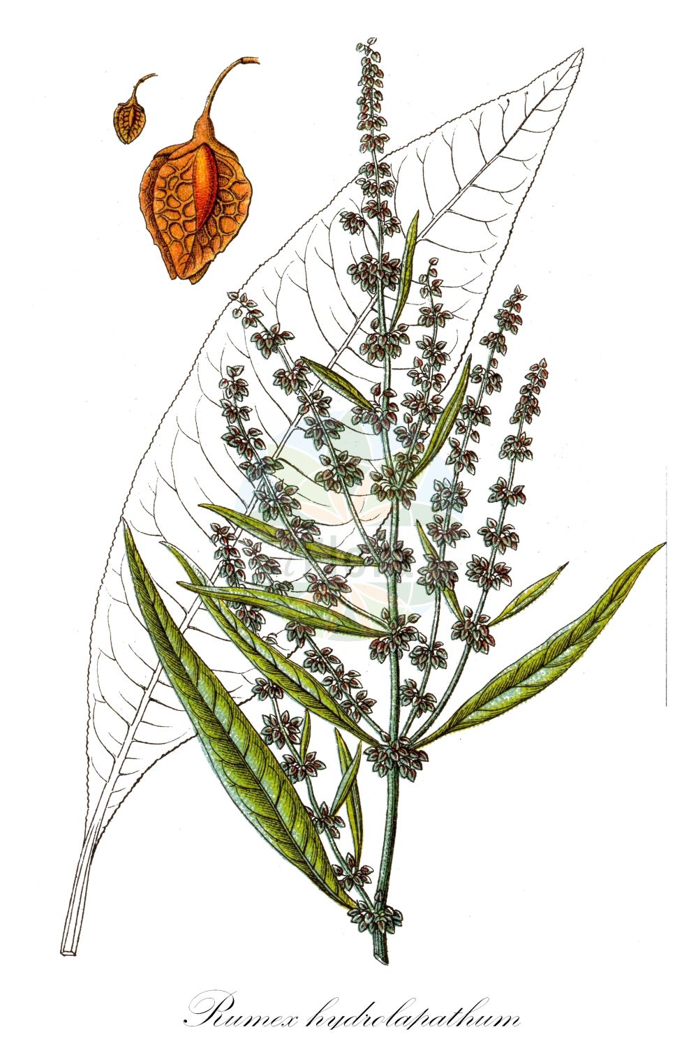 Rumex hydrolapathum - Polygonaceae,Plantae,Pteridobiotina,Angiosperms,Caryophyllales,Polygonaceae,Rumex,Rumex hydrolapathum,Lapathum aquaticum,Fluß-Ampfer;Teich-Ampfer;Ufer-Ampfer;Riesen-Ampfer;water dock;great water dock;Rumex géant;patience d'eau;grande parelle;patience aquatique;patience des eaux;rumex parelle-aquatique;rumex patience-d'eau;hidrolápato mayor;Romice tabacco di palude;erba britannica;stinkend nieskruid;waterzuring;щавель воднощавелевый;щавель прибрежный;adam eveleği;lëpjetë;paradella de canyissar;riječna kiselica;vattenskräppa;vand-skræppe;szczaw lancetowaty;konjska kislica;tavi lórom;šťovík koňský;šťavel konský;štiavec konský;щавель прибережний;крайводен лапад;речен лапад;jõgioblikas;krastmalu skābene;kjempehøymol;isohierakka;велика киселица;велики штавељ;ilgalapė rūgštynė