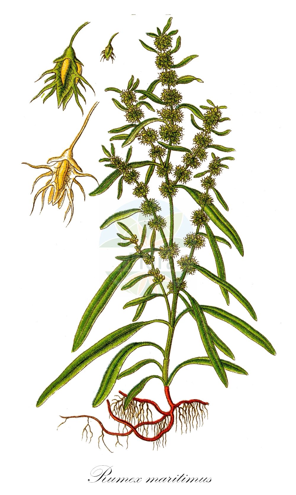 Rumex maritimus - Polygonaceae,Plantae,Pteridobiotina,Angiosperms,Caryophyllales,Polygonaceae,Rumex,Rumex maritimus,Lapathum minus, Rumex aureus, Rumex fueginus, Rumex longisetus, Rumex maritimus subsp. fueginus, Rumex maritimus subsp. maritimus, Rumex maritimus var. fueginus, Rumex maritimus var. maritimus,Strand-Ampfer;Ufer-Ampfer;golden dock;american golden dock;maritime dock;tierra del fuego dock;rumex maritime;Rumex maritime;patience maritime;Romice marittimo;stinkende kamille;zeezuring;goudzuring;щавель морской;щавель приморский;kum eveleği;lëpjetë;lëpjetë deti;obalna kiselica;strandskräppa;strand-skræppe;szczaw nadmorski;kogane-gishi-gishi;コガネギシギシ;zlatorumena kislica;tengeri lórom;šťovík přímořský;šťavel prímorský;štiavec prímorský;щавель морський;merioblikas;jūrmalas skābene;fjørehøymol;keltahierakka;морски штавељ;ружичаста киселица;chum'at hachof;חֻמְעַת הַחוֹף;šlaitinė rūgštynė;cì suān mó;刺酸模