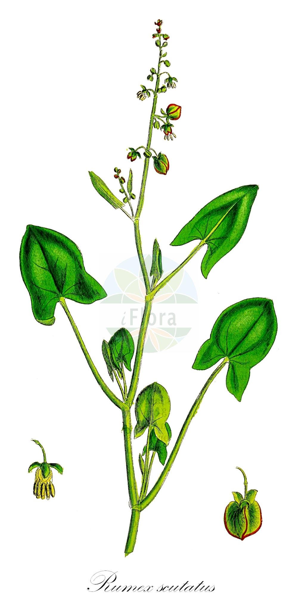 Rumex scutatus - Polygonaceae,Plantae,Pteridobiotina,Angiosperms,Caryophyllales,Polygonaceae,Rumex,Rumex scutatus,Acetosa hortensis, Acetosa scutata, Rumex aetnensis, Rumex glaucus, Rumex scutatus subsp. gallaecicus, Rumex scutatus subsp. glaucus,Schild-Ampfer;Berg-Sauerampfer;Schildblättriger Ampfer;french sorrel;shield dock;Rumex à écussons;Rumex alpestre;oseille ronde;oseille à feuilles d'arum;oseille des prés;oseille écussonnée;oseille en écusson;rumex à feuilles d'arum;rumex à feuilles de gouet;rumex à feuilles embrassantes;surette;acedera;acedera redonda;acedera romana;rapóntico vulgar;ruibarbo bastardo;ruibarbo de monjes;vinagrera de pájaro;vinagretas;Romice di montagna;Romice scudato;acetosa montana;erba pan a vin;erba pan e vin;romice a foglie amplexicauli;stijve ogentroost;Spaanse zuring;щавель приальпийский;щавель щитковидный;ekşimen;kırturşusu;lëpjetë;badola;planinska kiselica;štitasta kiselica;sköldsyra;rundbladet syre;szczaw górski;szczaw tarczolistny;takane-suiba;タカネスイバ;planinska kislica;ščitasta kislica;alpesi lórom;francia lórom;šťovík árónolistý;šťovík horský;šťovík štítnatý;štiav alpínsky;štiav áronolistý;štiavec;щавель карпатський;щавель щитковий;змиярников лапад;щитовиден лапад;skjoldsyre;kilpisuolaheinä;ρούμεξ ασπιδωτός