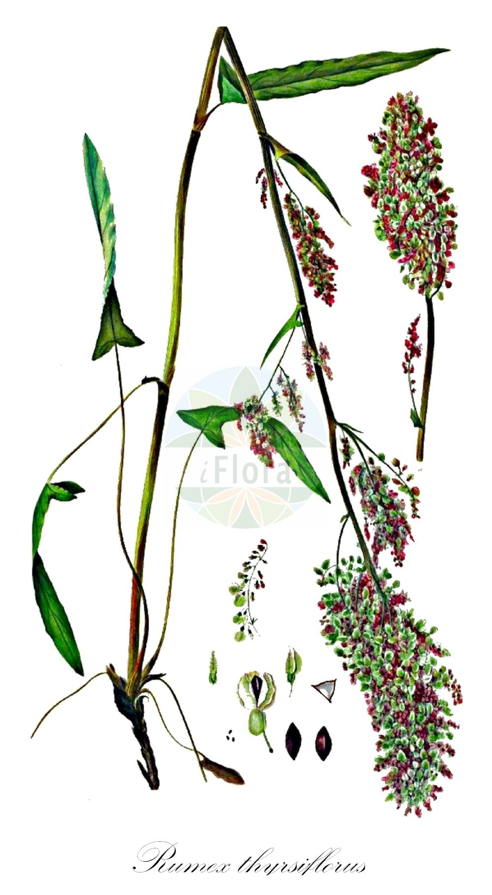 Rumex thyrsiflorus - Polygonaceae,Plantae,Pteridobiotina,Angiosperms,Caryophyllales,Polygonaceae,Rumex,Rumex thyrsiflorus,Acetosa pratensis subsp. thyrsiflora, Acetosa thyrsiflora, Rumex acetosa subsp. auriculatus, Rumex acetosa subsp. thyrsiflorus, Rumex acetosa subsp. thyrsiflorus, Rumex acetosa var. auriculatus, Rumex acetosa var. crispus, Rumex acetosa var. haplorhizus, Rumex auriculatus, Rumex haematinus, Rumex haplorhizus, Rumex nemorivagus, Rumex thyrsiflorus subsp. haematinus, Rumex thyrsiflorus subsp. haematinus, Rumex thyrsiflorus var. mandshurica,Rispen-Sauer-Ampfer;Rispen-Ampfer;Straußblütiger Sauerampfer;Rispen-Sauerampfer;narrow-leaved sorrel;grande oseille thyrsiflore;eared dock;compact dock;thyrse sorrel;garden sorrel;Rumex paniculé;oseille à oreillettes;rumex à fleurs en thyrse;Romice tirsifloro;stijf zwenkgras;geoorde zuring;щавель пирамидальный;lëpjetë;kiselica;stor ängssyra;dusk-syre;latasta kislica;füles sóska;šťovík rozvětvený;šťavel mnohokvetý;щавель пірамідальний;пирамидален киселец;пирамидален лапад;aasoblikas;piramidālā skābene;storsyre;tulsuolaheinä;skúfasúra;skėstažiedė rūgštynė;zhí gēn suān mó;直根酸模