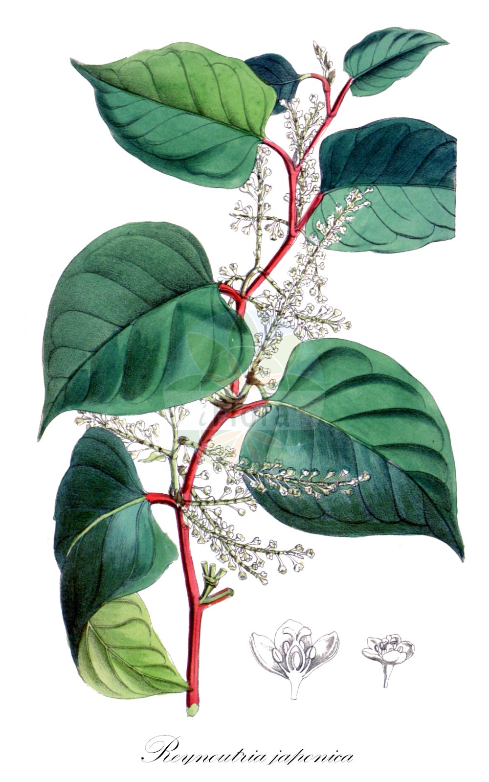 Reynoutria japonica - Polygonaceae,Plantae,Pteridobiotina,Angiosperms,Caryophyllales,Polygonaceae,Reynoutria,Reynoutria japonica,Fallopia compacta, Fallopia japonica, Fallopia japonica f. colorans, Fallopia japonica var. compacta, Fallopia japonica var. compacta, Fallopia japonica var. hachidyoensis, Fallopia japonica var. uzenensis, Pleuropterus cuspidatus, Pleuropterus zuccarinii, Polygonum compactum, Polygonum cuspidatum, Polygonum cuspidatum var. spectabile, Polygonum hachidyoense, Polygonum reynoutria, Polygonum reynoutria f. colorans, Polygonum sieboldii, Polygonum zuccarinii, Reynoutria compacta, Reynoutria hachidyoensis, Reynoutria hachidyoensis var. terminalis, Reynoutria hachijoensis, Reynoutria hastata, Reynoutria henryi, Reynoutria japonica var. compacta, Reynoutria japonica var. hastata, Reynoutria japonica var. spectabilis, Reynoutria japonica var. terminalis, Reynoutria japonica var. uzenensis, Reynoutria uzenensis, Tiniaria japonica,Japanischer Flügelknöterich;Japanischer Staudenknöterich;Spitzblättriger Knöterich;Staudenknöterich;Kleiner Japanischer Flügelknöterich;japanese knotweed;knotweed;asiatic knotweed;japanese fleece flower;mexican bamboo;Renouée;Renouée du Japon;renouée à feuilles en pointe;reynoutria du Japon;reynoutria;Poligono asiatico;Poligono del Giappone;stor sötväppling;japanse duizendknoop;рейнутрия японская;горец остроконечный;горец японский;parkslide;Japansk pileurt;rdestowiec ostrokończysty;rdest ostrokończysty;meigetsusô;itadori;メイゲツソウ;keitadori;ケイタドリ;イタドリ;japonski dresnik;Ártéri japánkeserűfű;Japánkeserűfű-fajok;japánkóró;křídlatka hrotolistá;křídlatka japonská;krídlatka končistolistá;pohánkovec japonský;гірчак гостролистий;японска рейнутриа;parkslirekne;japanintatar;hǔ zhàng;虎杖