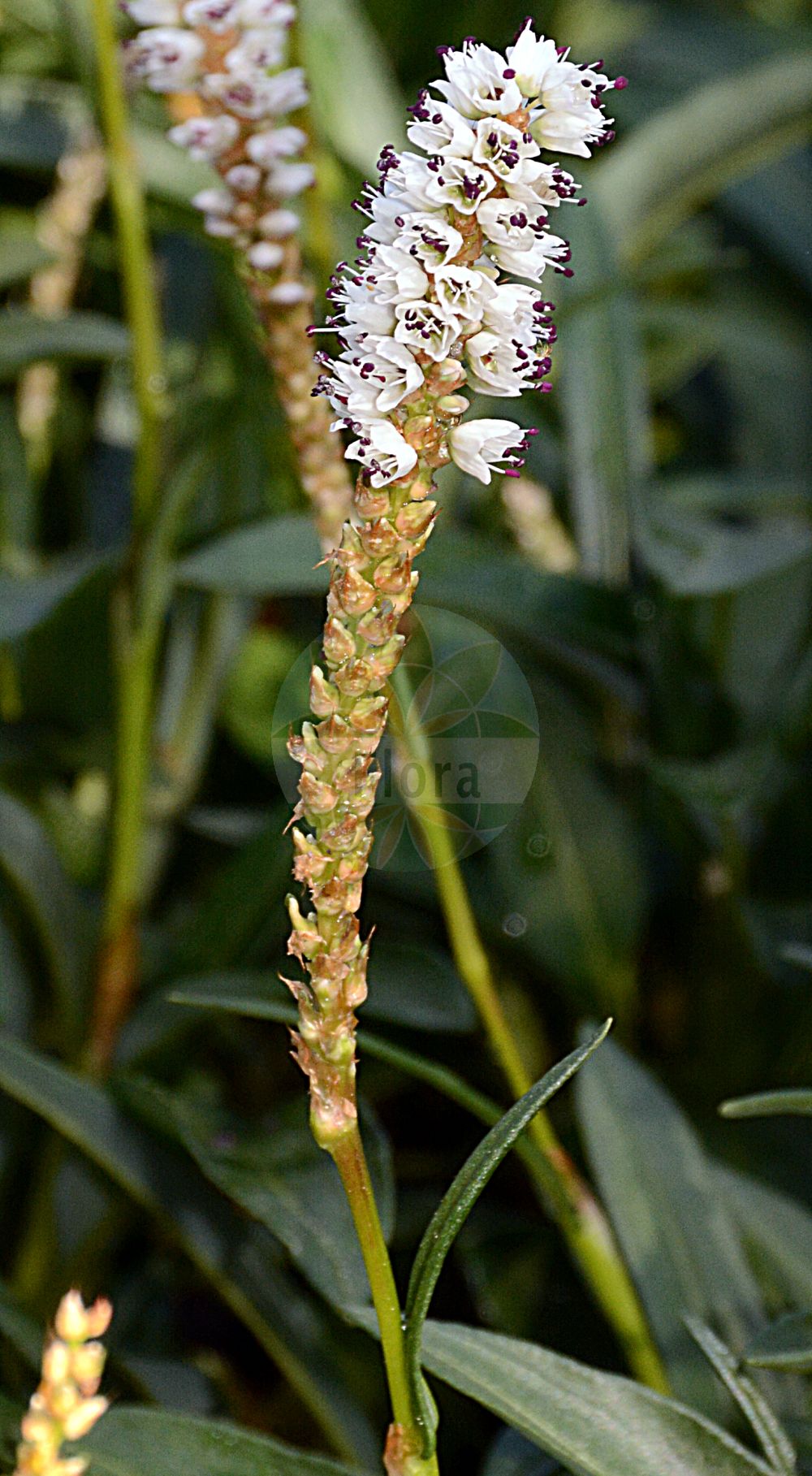 Persicaria vivipara - Polygonaceae,Plantae,Pteridobiotina,Angiosperms,Caryophyllales,Polygonaceae,Persicaria,Persicaria vivipara,Bistorta americana, Bistorta insularis, Bistorta macounii, Bistorta vivipara, Bistorta vivipara, Bistorta vivipara f. ramosa, Bistorta vivipara subsp. fugax, Bistorta vivipara subsp. macounii, Bistorta vivipara var. roessleri, Colubrina vivipara, Polygonum macounii, Polygonum viviparum, Polygonum viviparum var. macounii,Knöllchen-Wiesenknöterich;Knöllchen-Knöterich;alpine bistort;serpent grass;viviparous bistort;Renouée vivipare;bistorte vivipare;petite bistorte;bistorta vivípara;suelda coloradilla;Poligono viviparo;poligono delle Alpi;sanguinaria vivipara;bistorta minore;knolduizendknoop;levendbarende duizendknoop;горец живородящий;nejcë;bistorta vivípara;gomoljičasti dvornik;vetenskapliga;liten ormrot;ormrot;topspirende pileurt;rdest żyworodny;mukagotoranô;ムカゴトラノオ;živorodna dresen;гірчак живородний;живородно кървавиче;pung-kirburohi;vairvasiņu sūrene;harerug;nurmitatar;kornsúra;zhū yá quán cān;珠芽拳参