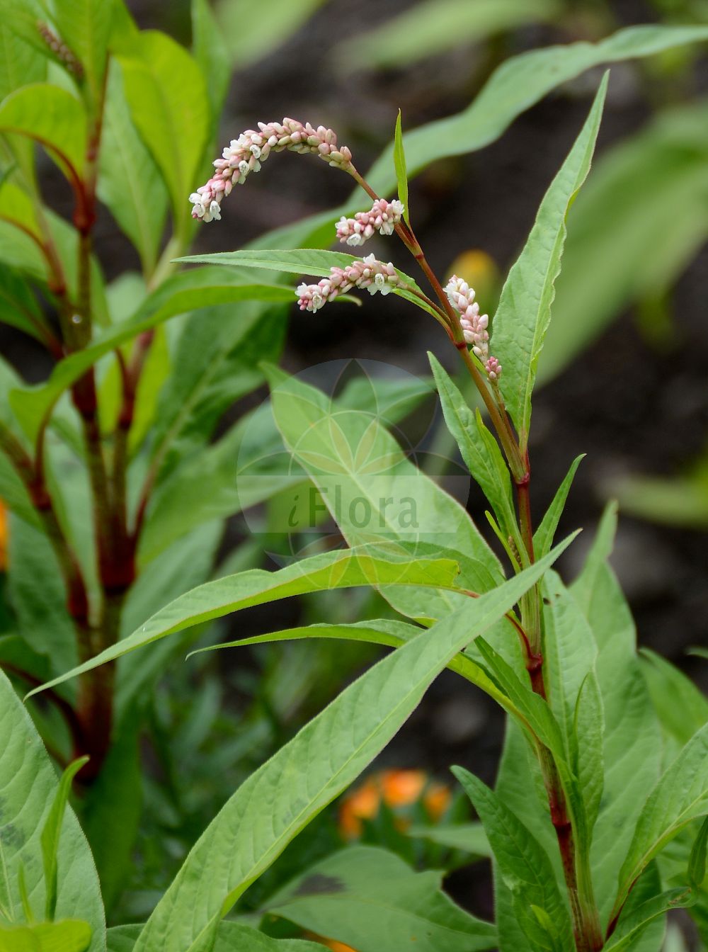Persicaria lapathifolia - Polygonaceae,Plantae,Pteridobiotina,Angiosperms,Caryophyllales,Polygonaceae,Persicaria,Persicaria lapathifolia,Dioctis maculatum, Dioctis vernum, Discolenta lapathifolia, Discolenta scabra, Persicaria attenuata subsp. pulchra, Persicaria hypanica, Persicaria lapathifolia, Persicaria lapathifolia subsp. andrzejowskiana, Persicaria lapathifolia subsp. brittingeri, Persicaria lapathifolia subsp. hypanica, Persicaria lapathifolia subsp. linicola, Persicaria lapathifolia subsp. nodosa, Persicaria lapathifolia subsp. pallida, Persicaria lapathifolia subsp. saporoviensis, Persicaria lapathifolia var. incana, Persicaria lapathifolia var. lapathifolia, Persicaria lapathifolia var. linicola, Persicaria lapathifolia var. nodosa, Persicaria lapathifolia var. tomentosa, Persicaria linicola, Persicaria oneillii, Persicaria saporoviensis, Persicaria scabra, Persicaria scabra var. incana, Persicaria tomentosa, Peutalis nodosa, Polygonum andrzejowskianum, Polygonum brittingeri, Polygonum ferrugineum var. patagonicum, Polygonum hypanicum, Polygonum incanum, Polygonum incarnatum, Polygonum lapathifolium, Polygonum lapathifolium f. nodosum, Polygonum lapathifolium var. incanum, Polygonum lapathifolium var. incanum, Polygonum lapathifolium var. nodosum, Polygonum lapathifolium var. ovatum, Polygonum lapathifolium var. salicifolium, Polygonum linicola, Polygonum nodosum, Polygonum nodosum var. incanum, Polygonum pallidum, Polygonum paniculatum, Polygonum pensylvanicum subsp. oneilii, Polygonum persicaria var. incanum, Polygonum persicaria var. incanum, Polygonum persicaria var. vernicosum, Polygonum saporoviense, Polygonum scabrum, Polygonum spectabile var. patagonica, Polygonum tomentosum, Polygonum utriculatum,Ampfer-Knöterich;Filziger Ampfer-Knöterich;Acker-Knöterich;Fluss-Knöterich;Gewöhnlicher Ampfer-Knöterich;Lein-Knöterich;Filziger Knöterich;Ufer-Ampfer-Knöterich;Ufer-Knöterich;Donau-Knöterich;Grauer Acker-Knöterich;Ampferknöterich;Acker-Ampferknöterich;Bleicher Ampfer-Knöterich;Acker-Ampferknöterich;Lein-Ampfer-Knöterich;Mittlerer Ampfer-Knöterich;pale persicaria;curlytop smartweed;pale smartweed;renouée à feuilles de patience;bulbous persicaria;dock-leaved persicaria;green smartweed;knotted persicaria;pale willow weed;curlytop knotweed;Renouée à feuilles de patience;Persicaire pâle;rénouée à feuilles de patience;renouée tomenteuse;rénouée gonflée;renouée à feuilles de patience;renouée gonflée;renouée noueuse;saulcettes;poligono pata de perdiz;poligono tomentoso;polígono pata de perdiz;polígono tomentoso;cama roja;persicaria mayor;duraznillo;hierba pejiguera;mal-casada;pata de perdiz;persicaria;Poligono nodoso;persicaria maggiore;salcerella pelosa;poligono a foglie di romice;poligono peloso;poligono rosso;salcerella;knopige duizendknoop;viltige duizendknoop;beklierde duizendknoop;witte smerte;erva-bastarda;mal-casada;erva-pessegueira;горец щавелистный;горец развесистый;горец узловатый;горец щавелелистный;гречиха щавелелистная;tirşon;nejca gjethelëpjete;nejcë;herba presseguera lapatifòlia;presseguera lapatifòlia;kiseličasti dvornik;knutig pilört;vanlig pilört;strandpilört;knudet pileurt;rdest kolankowaty;rdest szczawiolistny;sanaetade;ô-inutade;オオイヌタデ;サナエタデ;ščavjelistna dresen;lapulevelű keserűfű;rdesno blešník;iarbă roșie;horčiak štiavolistý;stavikrv plsťnatý pravý;гірчак андржеєвського;гірчак сивий;гірчак бузький;гірчак волотистий;гірчак запорізький;гірчак льоновий;гірчак шорсткий;лападоволистно пипериче;лапатолистно пипериче;kahar kirburohi;skābeņlapainā sūrene;grønt hønsegras;rødt hønsegras;ukontatar;lóblaðka;велики дворник;узлати дворник;arkubbit hakketamim;אַרְכֻּבִּית הַכְּתָמִים;trumpamakštis rūgtis;λαπάτοσα;πολύγονον λαπαθόφυλλον;mǎ liǎo;马蓼
