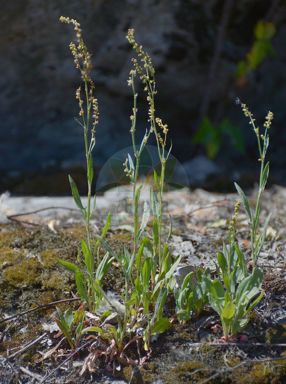 Rumex acetosella - Polygonaceae,Plantae,Pteridobiotina,Angiosperms,Caryophyllales,Polygonaceae,Rumex,Rumex acetosella,Acetosa acetosella, Acetosa arvensis, Acetosa hastata, Acetosa multifida, Acetosa parva, Acetosa repens, Acetosa sterilis, Acetosella acetosella, Acetosella multifida, Acetosella multifida subsp. angiocarpa, Acetosella multifida subsp. australis, Acetosella multifida subsp. tenuifolia, Acetosella multifida subsp. vulgaris, Acetosella tenuifolia, Acetosella vulgaris, Acetosella vulgaris f. integrifolia, Acetosella vulgaris f. multifida, Lapathum arvense, Rumex acetosella f. acetosella, Rumex acetosella subsp. acetosella, Rumex acetosella subsp. tenuifolius, Rumex acetosella var. acetosella, Rumex acetosella var. multifidus, Rumex acetosella var. tenuifolius, Rumex acetosella var. vulgaris, Rumex arvensis, Rumex fascilobus, Rumex multifidus, Rumex tenuifolius,Eigentlicher Kleiner Sauer-Ampfer;Kleiner Sauer-Ampfer;Gewöhnlicher Kleiner Sauerampfer;Hüllfrüchtiger Sauerampfer;Kleiner Sauerampfer;Verwachsenfrüchtiger Kleiner Sauerampfer;Kleiner Sauerampfer;Hüllfrüchtiger Sauer-Ampfer;sheep's sorrel;field sorrel;sheep sorrel;oseille;petite oseille;sûrette;common sorrel;red sorrel;common sheep sorrel;Petite oseille;Rumex petite oseille;rumex petite-oseille;oseillette;oseille des brebis;oseille de Pâques;petite oseille à feuilles étroites;petite vinette;sarcille;sarcillette;surelle;vinette sauvage;acedera menor;vinagrillo;romacilla;sangre de toro;barrabacillo;lenguilla;vinagrita;acederilla;Rómice acetosella;acetosa minore;romice acetosella;acetosa piccola;acetosella;schapezuring;stoelen-bies;azedinha;erva-azeda;щавелек;щавель воробьиный;щавель малый;kuzukulağı;lëpjetë;ufullaçkë;uthëllnike;mala kiselica;stippel-ganzevoet;bergsyra;äkta bergsyra;rodknæ;almindelig rødknæ;szczaw polny;hime-suiba;ヒメスイバ;mala kislica;juhsóska;kyselka obecná;šťovík menší tenkolistý;šťovík menší;măcriș mărunt;štaviček obyčajný;šťavel tenkolistý;щавель горобиний;кози киселец;козя брада;тънколистен лапад;väike oblikas;mazā skābene;småsyre;vanlig småsyre;ahosuolaheinä;hundasúra;мали кисељак;танколисни штавељ;smulkioji rūgštynė;ξινάκι;xiǎo suān mó;小酸模