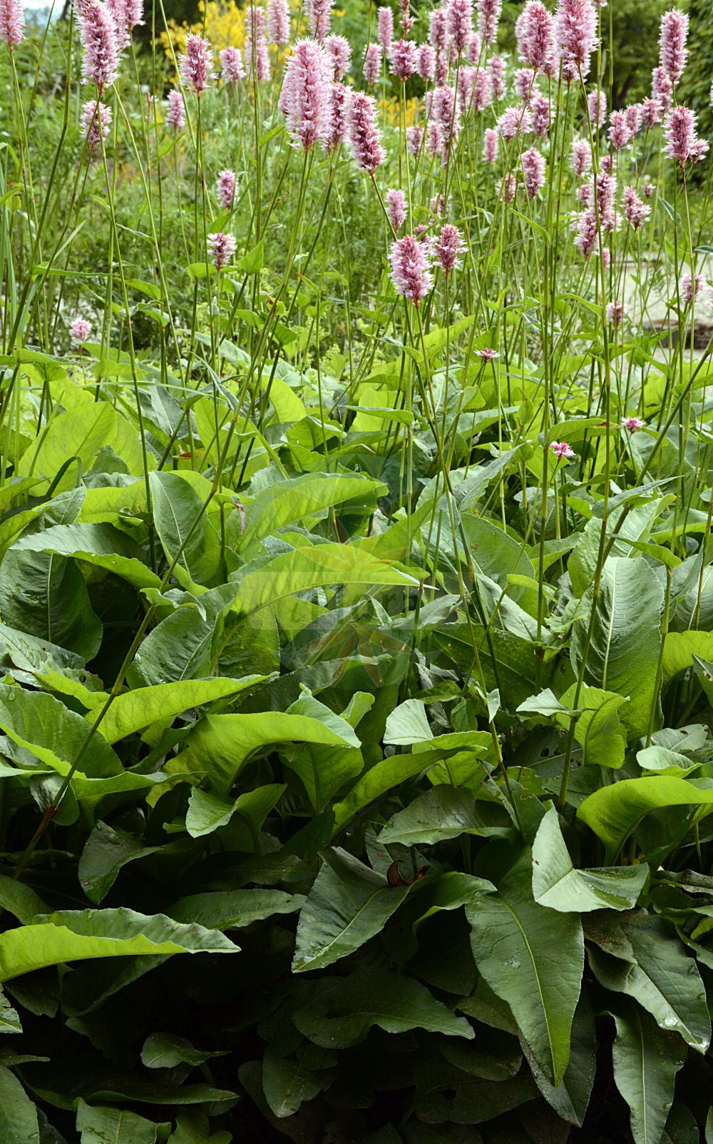 Persicaria bistorta - Polygonaceae,Plantae,Pteridobiotina,Angiosperms,Caryophyllales,Polygonaceae,Persicaria,Persicaria bistorta,Bistorta abbreviata, Bistorta carnea, Bistorta elliptica, Bistorta ensigera, Bistorta lapidosa, Bistorta major, Bistorta major subsp. carnea, Bistorta major subsp. cordifolia, Bistorta major subsp. elliptica, Bistorta major subsp. ensigera, Bistorta major subsp. nitens, Bistorta major subsp. plumosa, Bistorta major var. ovata, Bistorta major var. pacifica, Bistorta nitens, Bistorta officinalis, Bistorta officinalis subsp. japonica, Bistorta officinalis subsp. pacifica, Bistorta pacifica, Bistorta pacifica f. velutina, Bistorta pacifica var. tomentella, Bistorta plumosa, Bistorta subauriculata, Bistorta vulgaris, Bistorta vulgaris var. nitens, Bistorta vulgaris var. pacifica, Colubrina intorta, Polygonum bistorta, Polygonum bistorta subsp. plumosum, Polygonum bistorta var. plumosum, Polygonum lapidosum, Polygonum plumosum,Schlangen-Wiesenknöterich;Schlangen-Knöterich;Wiesen-Knöterich;Natterwurz;common bistort;european bistort;adderswort;bistort;serpentory;snakeroot;meadow bistort;Renouée bistorte;couleuvrée;serpentaire;andrelles;bistorte;feuillote;langue de boeuf;poligono bistorta;polígono bistorta;bistorta;bistorta menor;suelda colorada;Poligono bistorta;bistorta;poligono dei pascoli;serpentina;adderwortel;serpentaria-vermelha;serpentária-vermelha;bistorta;colubrina;горец змеиный;змеевик;раковые шейки;çimen eveleği;nejca e përdredhur;nejcë;bistorta;bistorta vera;livadni dvornik;suiker-berk;stor ormrot;slangeurt;rdest wężownik;ibuki-tora-no-o;イブキトラノオ;kačja dresen;kígyógyökerű keserűfű;lomikámen trsnatý křehký;rdesno hadí kořen;răculeț;hadík koreň väčší;hadovník väčší;гірчак зміїний;обикновено кървавиче;ussitatar;zalkšu sūrene;ormrot;konnantatar;slöngusúra;увинути дворник;rūgtis gyvatžolė;quán cān;拳参