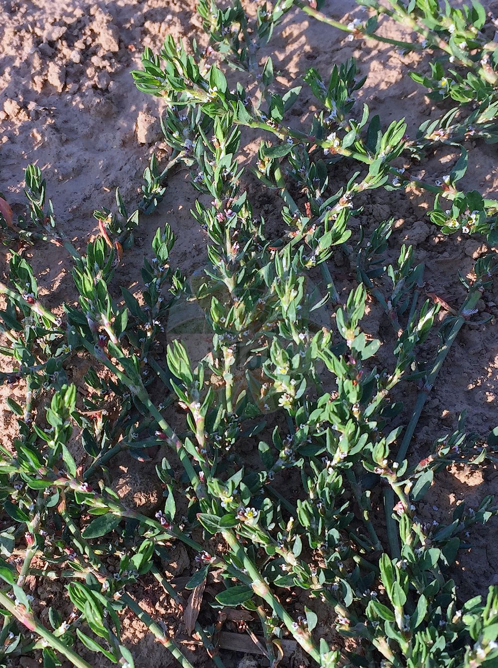 Polygonum aviculare - Polygonaceae,Plantae,Pteridobiotina,Angiosperms,Caryophyllales,Polygonaceae,Polygonum,Polygonum aviculare,Avicularia vulgaris, Centinodium axillare, Polygonum aequale subsp. oedocarpum, Polygonum agreste, Polygonum aphyllum, Polygonum araraticum, Polygonum aviculare subsp. aviculare, Polygonum aviculare subsp. heterophyllum, Polygonum aviculare subsp. monspeliense, Polygonum aviculare subsp. neglectum, Polygonum aviculare subsp. rectum, Polygonum aviculare var. angustissimum, Polygonum aviculare var. aviculare, Polygonum aviculare var. eximium, Polygonum aviculare var. heterophyllum, Polygonum aviculare var. neglectum, Polygonum aviculare var. vegetum, Polygonum berteroi, Polygonum ganderbalense, Polygonum heterophyllum, Polygonum heterophyllum f. rubescens, Polygonum heterophyllum var. angustissimum, Polygonum heterophyllum var. caespitosum, Polygonum heterophyllum var. eximium, Polygonum heterophyllum var. rubescens, Polygonum monspeliense, Polygonum neglectum, Polygonum procumbens, Polygonum retinerve, Polygonum rubescens, Polygonum scythicum, Polygonum striatum, Polygonum uruguense,Eigentlicher Echter Vogelknöterich;Schmalblättriger Vogel-Knöterich;Breitblättriger Vogel-Knöterich;Übersehener Vogel-Knöterich;Gewöhnlicher Vogelknöterich;Gewöhnlicher Vogel-Knöterich;Vogel-Knöterich;Feld-Knöterich;Echter Vogelknöterich;Unbeachteter Echter Vogelknöterich;knotgrass;cornfield knotgrass;doorweed;common knotweed;narrow-leaf knotweed;renouée des oiseaux;renouée négligée;common knotweed;Renouée des oiseaux;herbe à cochon;trainasse;lengua de pajaro;oreja de raton;pico de gorrion;chilillo;cien nudos;correas;corredora;estiravella;hierba de las calanturas;lengua de pájaro;milnodia;oreja de ratón;pasto del pollo;pico de gorrión;sangrina;sanguinaria;centidonia;centinodia;ciennudos;corregüela de los caminos;hierba nudosa;hierba rastrera;polígono macho;sanguinaria mayor;saucejo;poligono gegli uccelli;centinoda;correggiola;poligono comune;poligono degli uccelli;poligono centinodia;varkensgras;gewoon varkensgras;erva-da-muda;sempre-noiva;centonódia;corriola-bastarda;erva-da-ferradeira;erva-da-saúde;erva-das-galinhas;erva-dos-passarinhos;língua-de-perdiz;persicária-sempre-noiva;sanguinária;sanguinha;sempre-noiva-dos-modernos;спорыш;горец незамечаемый;горец птичий;спорыш незамеченный;köyotu;bar pate;bari i oborreve;nejcë;centinòdia;corretjola;passacamins;passacamins comú;ptičji dvornik;trampört;stor trampört;vejpileurt;rdest ptasi;michiyanagi;niwayanagi;michi-yanagi;niwa-yanagi;ミチヤナギ;ニワヤナギ;ptičja dresen;madárkeserűfű;porcsin keserűfű;rdesno ptačí;truskavec ptačí;troscot;stavikrv vtáčí;гірчак звичайний;гірчак монпелійський;гъшеница;обикновена пача трева;erilehine linnurohi;dažādlapu sūrene;tungras;pihatatar;blóðarfi;птичји дворник;arkubbit tzarat-'alim;אַרְכֻּבִּית צָרַת-עָלִים;nelygialapis rūgtis;πολικόμπι;biānxù;萹蓄