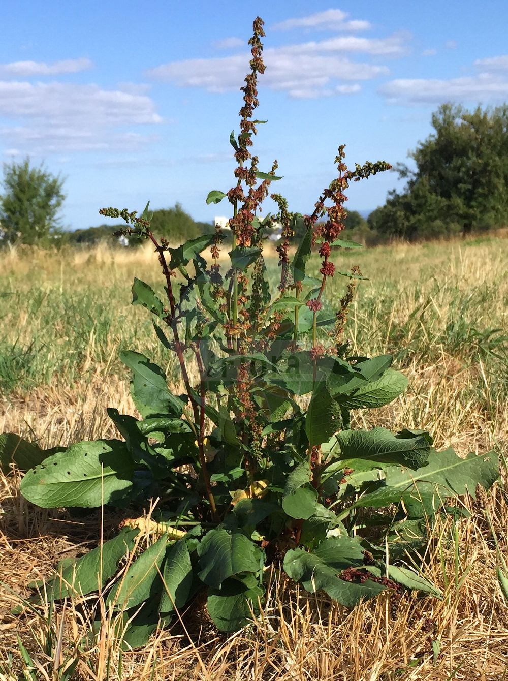 Rumex obtusifolius - Polygonaceae,Plantae,Pteridobiotina,Angiosperms,Caryophyllales,Polygonaceae,Rumex,Rumex obtusifolius,Acetosa obtusifolia, Lapathum obtusifolium, Lapathum sylvestre, Rumex agrestis, Rumex crispatulus, Rumex laevigatus, Rumex obtusifolius subsp. agrestis, Rumex obtusifolius subsp. obtusifolius, Rumex obtusifolius var. agrestis,Eigentlicher Stumpfblättriger Ampfer;Stumpfblättriger Ampfer;Stumpfblatt-Ampfer;Gewöhnlicher Stumpfblättriger Ampfer;broad-leaved dock;bitter dock;broadleaf dock;patience a feuilles obtuses;blunt-leaved dock;broad-leaf dock;Patience sauvage;Rumex à feuilles obtuses;patience à feuilles obtuses;parelle;acedera obtusifolia;romaza de hoja grande;acedera de hojas obtusas;acedera;engordapuercos;lengua de vaca;lenguaperro;romaza;romaza vulgar;Romice comune;romice dei tetti;lingua di capra;romice a foglie ottuse;stinkende gouwe;ridderzuring;labaca-obtusa;manteigueira;labaça-obtusa;azeda-de-folha-larga;coenha;erva-britânica;labaça;labaça-de-folha-larga;labaçol;ruibarbo-selvagem;щавель туполистный;kökükızıl;lëpjetë;lëpjetë e rëndomtë;lëpjetë me gjethe shytë;llengües de bou;paradella obtusifòlia;tupolisna kiselica;stinkende ballote;tomtskräppa;åkertomtskräppa;skogstomtskräppa;butbladet skræppe;tandfri skræppe;szczaw tępolistny;ezo-no-gishi-gishi;hiroha-gishi-gishi;エゾノギシギシ;ヒロハギシギシ;topolistna kislica;réti lórom;šťovík tupolistý;šťavel tupolistý;štiavec tupolistý;тъполистен лапад;tömbilehine oblikas;struplapu skābene;byhøymol;puistohierakka;taarhahierakka;tylppälehtihierakka;штавељ коњштак;bukalapė rūgštynė;μεγάλο λάπαθο;dùn yè suān mó;钝叶酸模