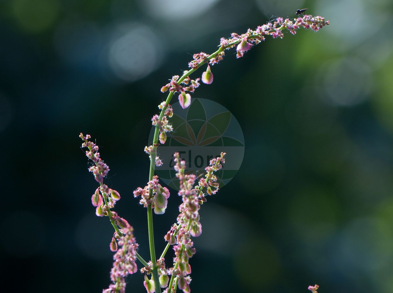 Rumex acetosa - Polygonaceae,Plantae,Pteridobiotina,Angiosperms,Caryophyllales,Polygonaceae,Rumex,Rumex acetosa,Acetosa agrestis, Acetosa amplexicaulis, Acetosa angustata, Acetosa bidentula, Acetosa fontanopaludosa, Acetosa hastifolia, Acetosa hastulata, Acetosa magna, Acetosa officinalis, Acetosa olitoria, Acetosa pratensis, Acetosa pratensis, Acetosa pratensis subsp. fontanopaludosa, Acetosa subalpina, Rumex acetosa subsp. acetosa, Rumex acetosa subsp. biformis, Rumex acetosa subsp. fontanopaludosus, Rumex acetosa var. fontanopaludosus, Rumex biformis, Rumex fontanopaludosus,Wiesen-Sauer-Ampfer;Großer Sauerampfer;Wiesen-Sauerampfer;Gewöhnlicher Sauerampfer;common sorrel;garden sorrel;sourdock;grande oseille;green sorrel;meadow sorrel;sour dock;sheep's sorrel;Rumex oseille;Surette;oseille des prés;grande oseille;aigrette;oseille commune;oseille longue;oseille sauvage;surelle;viergeot;vinette;acedera comun;vinagrera silvestre;acederilla;acedilla;agrilla;acedera común;acedera;alacamines;cuchillos;vinagrera;vinagretas;Erba brusca;Romice acetosa;acetosa maggiore;saleggiola;stor-fryle;veldzuring;azedas;azeda;azedas-bravas;erva-vinagreira;vinagreira;щавель кислый;щавель обыкновенный;kişlek;lëpjetë;lëpjetë e thartë;lëpjetë livadhi;agrella;velika kiselica;stompbladig fonteinkruid;ängssyra;vanlig ängssyra;almindelig syre;szczaw zwyczajny;suiba;sukanpo;スイバ;スカンポ;navadna kislica;mezei sóska;šťovík kyselý;măcriș;šťavel kyslý;štiav kyslý;щавель кислий;киселец;лападец;обикновен щавел;hapu oblikas;parastā skāpene;engsyre;niittysuolaheinä;túnsúra;ливадски штавељ;обична киселица;valgomoji rūgštynė;ξινολάπαθο;suān mó;酸模