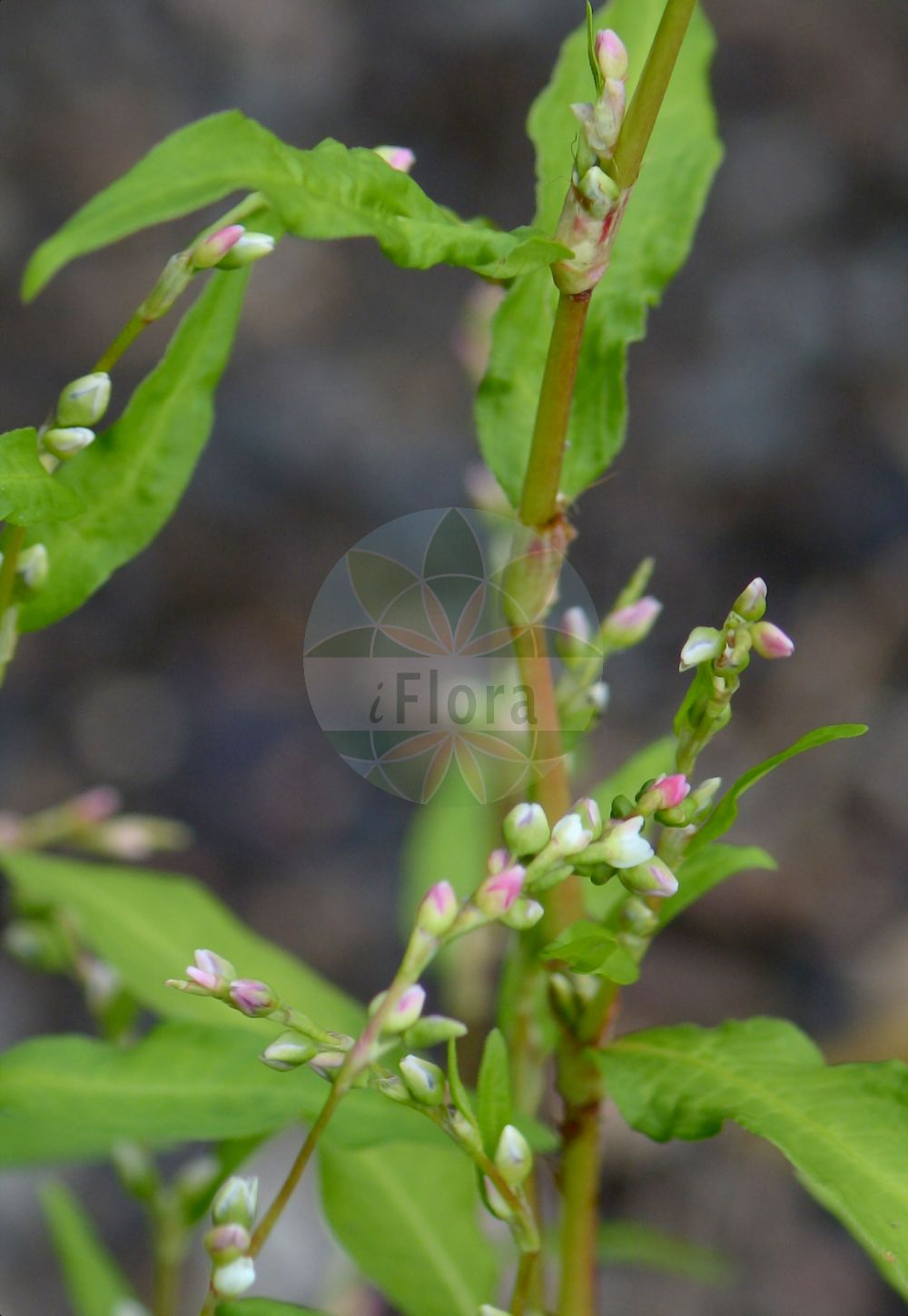 Persicaria hydropiper - Polygonaceae,Plantae,Pteridobiotina,Angiosperms,Caryophyllales,Polygonaceae,Persicaria,Persicaria hydropiper,Persicaria hydropiper, Persicaria hydropiper, Persicaria hydropiper var. diffusa, Persicaria hydropiper var. vulgaris, Persicaria urens, Persicaria vernalis, Polygonum hydropiper, Polygonum hydropiper var. longistachyum, Polygonum hydropiper var. projectum, Polygonum hydropiper var. vulgare, Polygonum schinzii,Pfeffer-Knöterich;Wasserpfeffer;Wasserpfeffer-Knöterich;water-pepper;marshpepper smartweed;marsh-pepper smartweed;renouée poivre-d'eau;marshpepper knotweed;Renouée poivre d'eau;persicaire brûlante;piment d'eau;poivre d'eau;renouée âcre;renouée poivre-d'eau;persicaire âcre;pique-langue;pîment aquatique;herbe de Saint-Innocent;persicaire brillante;pimienta acuatica;pimienta acuática;pimienta de agua;persicaria picante;resquemona;Poligono pepe d'acqua;erba pepe;idropepe;poligono pepe-acquatico;waterpeper;pimenta-de-agua;pimenta-de-água;persicária-mordaz;persicaria-picante;pimentela;горец перечный;водяной перец;горчан бабий;горчица дикая;лесная горчица;речник;su biberi;nejca piper uji;nejcë;pebre d'aigua;vodeni papar;strand-lysing;bitterblad;bitter pilört;bidende pileur;bidende pileurt;rdest ostrogorzki;yanagitade;yanagi-tade;ma-tade;マタデ;ヤナギタデ;hontade;ホンタデ;poprasta dresen;borsos keserűfű;rdesno peprník;dintele-dracului;piper de baltă;piperul balții;horčiak pieprový;stavikrv korenistý;гірчак перцевий;водно пипериче;водно пиперче;mõru kirbuhori;ūdenspipars;vasspepper;katkeratatar;лисац;папрени дворник;kartusis rūgtis;νεροπιπεριά;là liǎo;辣蓼