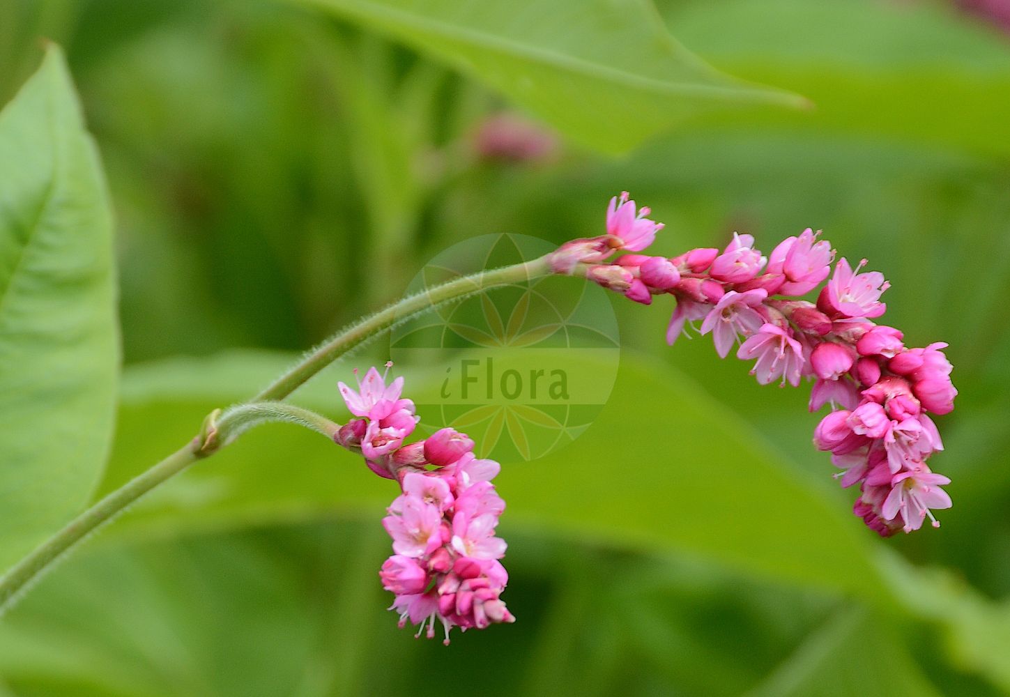 Persicaria orientalis - Polygonaceae,Plantae,Pteridobiotina,Angiosperms,Caryophyllales,Polygonaceae,Persicaria,Persicaria orientalis,Amblygonum orientale, Amblygonum orientale var. pilosum, Amblygonum orientale var. pilosum, Amblygonum pilosum, Goniaticum solitarium, Heptarina orientalis, Lagunea cochinchinensis, Lagunea orientalis, Lagunea orientalis var. pilosa, Persicaria cochinchinensis, Persicaria pilosa, Polygonum amoenum, Polygonum cochinchinense, Polygonum cordobense, Polygonum orientale, Polygonum orientale var. discolor, Polygonum orientale var. pilosum, Polygonum pilosum, Polygonum pilosum, Polygonum torquatum, Polygonum torquatum,Orient-Knöterich;Östlicher Knöterich;kiss-me-over-the-garden-gate;princess-feather;renouée orientale;eastern knotgrass;prince's feather;princess feather;kiss me over the garden gate;Renouée d'Orient;persicaire du Levant;renouée orientale;disciplinas de monja;golillas de corte;gitanas;Poligono orientale;strand-kamille;oosterse duizendknoop;cordão-de-cardeal;persicária-do-oriente;горец восточный;hanımsallandı;hejda e Lindjes;nejcë;dvornik;purpurpilört;orientalsk pileurt;rdest wschodni;ooketade;ô-ketade;オウケタデ;benibana-ô-ketade;ô-benitade;ô-ke-tade;オオケタデ;オオベニタデ;ベニバナオオケタデ;vzhodna dresen;karmazsinvirág;pulykaorrú keserűfű;rdesno východní;moțul curcanului;horčiak východný;stavikrv východný;гірчак східний;градинско пипериче;orientslirekne;purppuratatar;hóng liǎo;红蓼