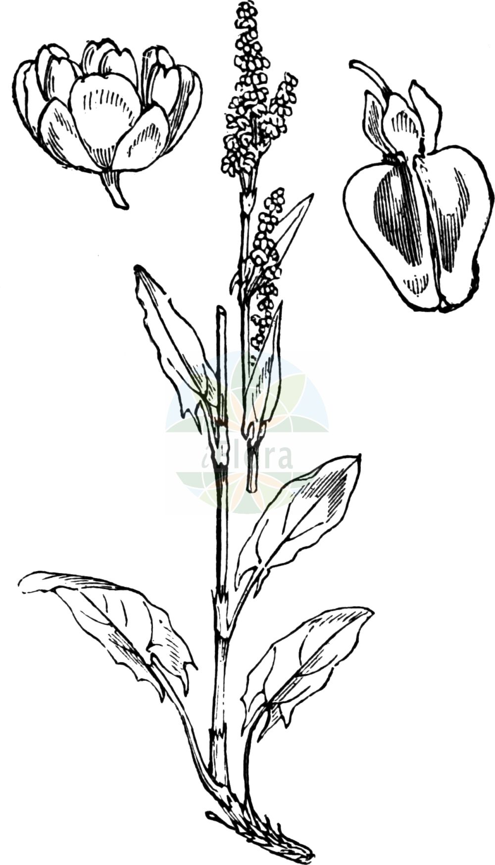 Rumex acetosa - Polygonaceae,Plantae,Pteridobiotina,Angiosperms,Caryophyllales,Polygonaceae,Rumex,Rumex acetosa,Acetosa agrestis, Acetosa amplexicaulis, Acetosa angustata, Acetosa bidentula, Acetosa fontanopaludosa, Acetosa hastifolia, Acetosa hastulata, Acetosa magna, Acetosa officinalis, Acetosa olitoria, Acetosa pratensis, Acetosa pratensis, Acetosa pratensis subsp. fontanopaludosa, Acetosa subalpina, Rumex acetosa subsp. acetosa, Rumex acetosa subsp. biformis, Rumex acetosa subsp. fontanopaludosus, Rumex acetosa var. fontanopaludosus, Rumex biformis, Rumex fontanopaludosus,Wiesen-Sauer-Ampfer;Großer Sauerampfer;Wiesen-Sauerampfer;Gewöhnlicher Sauerampfer;common sorrel;garden sorrel;sourdock;grande oseille;green sorrel;meadow sorrel;sour dock;sheep's sorrel;Rumex oseille;Surette;oseille des prés;grande oseille;aigrette;oseille commune;oseille longue;oseille sauvage;surelle;viergeot;vinette;acedera comun;vinagrera silvestre;acederilla;acedilla;agrilla;acedera común;acedera;alacamines;cuchillos;vinagrera;vinagretas;Erba brusca;Romice acetosa;acetosa maggiore;saleggiola;stor-fryle;veldzuring;azedas;azeda;azedas-bravas;erva-vinagreira;vinagreira;щавель кислый;щавель обыкновенный;kişlek;lëpjetë;lëpjetë e thartë;lëpjetë livadhi;agrella;velika kiselica;stompbladig fonteinkruid;ängssyra;vanlig ängssyra;almindelig syre;szczaw zwyczajny;suiba;sukanpo;スイバ;スカンポ;navadna kislica;mezei sóska;šťovík kyselý;măcriș;šťavel kyslý;štiav kyslý;щавель кислий;киселец;лападец;обикновен щавел;hapu oblikas;parastā skāpene;engsyre;niittysuolaheinä;túnsúra;ливадски штавељ;обична киселица;valgomoji rūgštynė;ξινολάπαθο;suān mó;酸模