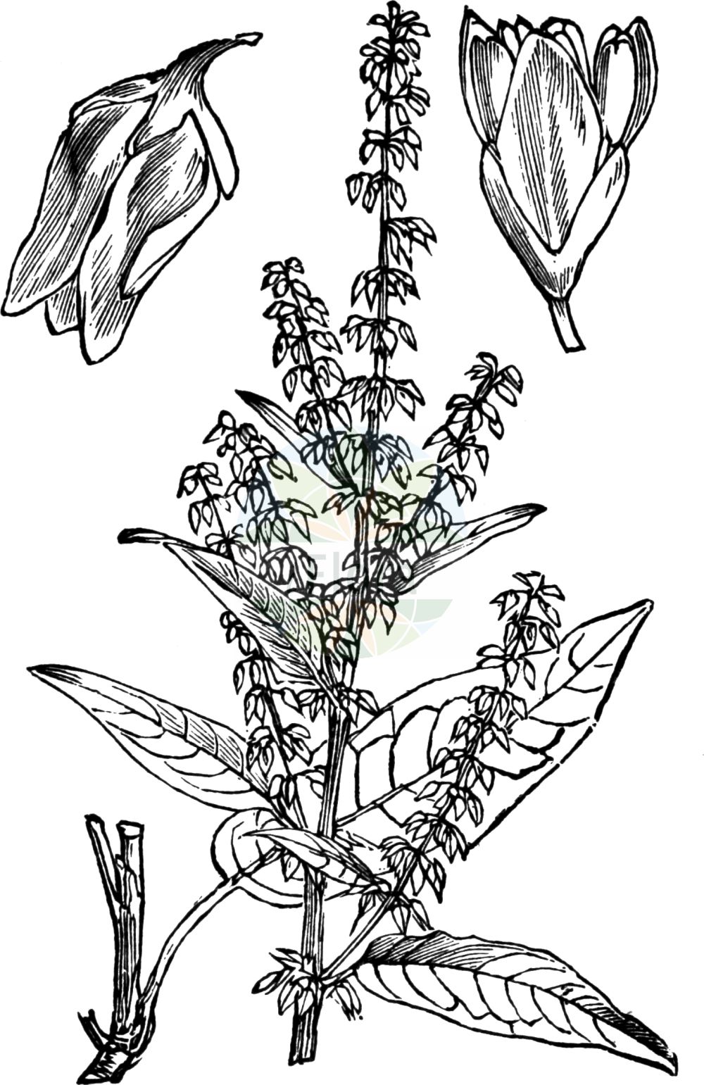 Rumex sanguineus - Polygonaceae,Plantae,Pteridobiotina,Angiosperms,Caryophyllales,Polygonaceae,Rumex,Rumex sanguineus,Acetosa sanguinea, Lapathum sanguineum, Lapathum sanguineum, Rumex condylodes,Blut-Ampfer;Hain-Ampfer;wood dock;bloodwort dock;redvein dock;red-veined dock;Rumex sanguin;patience sanguine;oseille des bois;rumex sang-dragon;oseille sanguine;patience des bois;patience sang-de-dragon;sang-dragon;romaza roja;Romice sanguineo;romice sanguinea;bloedzuring;щавель красный;щавель кроваво-красный;щавель кровяной;kuzuoğlağı;lëpjetë;paradella sanguínia;štavalj;skogsskräppa;skov-skræppe;szczaw gajowy;krvava kislica;erdei lórom;šťovík krvavý;dragavei;štavel krvavý;štiav krvavý;щавель кривавий;кървавочервен лапад;skoghøymol;verihierakka;чјеловита кислица;чрвени штавељ;ρούμεξ αιματόχρους
