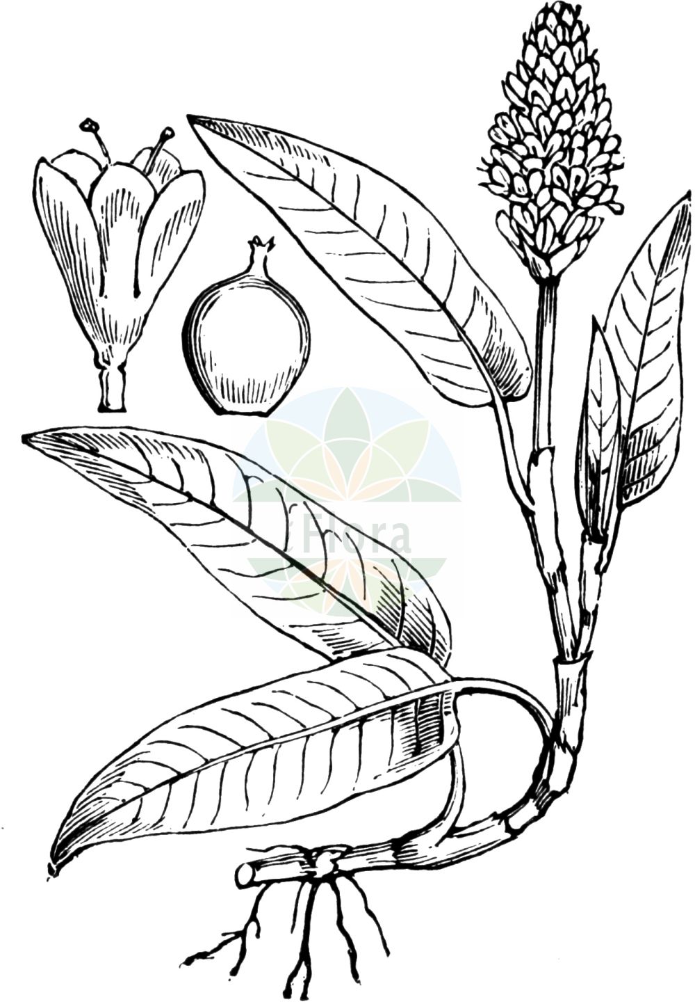 Persicaria amphibia - Polygonaceae,Plantae,Pteridobiotina,Angiosperms,Caryophyllales,Polygonaceae,Persicaria,Persicaria amphibia,Chulusium amphibium, Chulusium fluitans, Chulusium natans, Persicaria amphibia, Persicaria amphibia var. emersa, Persicaria amphibia var. stipulacea, Persicaria amphibia var. terrestris, Persicaria amurensis, Persicaria coccinea, Persicaria hartwrightii, Persicaria muhlenbergii, Polygonum amphibium, Polygonum amphibium subsp. laevimarginatum, Polygonum amphibium var. amurense, Polygonum amphibium var. emersum, Polygonum amphibium var. muehlenbergii, Polygonum amphibium var. stipulaceum, Polygonum amphibium var. terrestre, Polygonum amphibium var. vestitum, Polygonum coccineum, Polygonum coccineum var. pratincola, Polygonum coccineum var. rigidulum, Polygonum emersum, Polygonum hartwrightii, Polygonum muhlenbergii, Polygonum natans, Polygonum rigidulum, Polygonum salicifolium,Wasser-Knöterich;Sumpf-Knöterich;amphibious bistort;water smartweed;r enouée amphibie;devil's shoestring;perennial knotgrass;shoestringweed;swamp smartweed;willow grass;water knotweed;Renouée amphibie;renouée aquatique;persicaire amphibie;poligono anfibio;polígono anfibio;polígono de tierra baje;persicaria anfibia;Poligono anfibio;persicaria amfibia;veenwortel;watersmerte;persicária-de-água;persicária-anfíbia;polígono-anfíbio;персикария земноводная;горец земноводный;щучья трава;yerdeğiştiren;nejcë;nejcë amfibe;herba presseguera amfíbia;presseguera amfíbia;vodeni dvornik;strand-melde;vattenpilört;vand-pileurt;rdest ziemno-wodny;ezo-no-mizu-tade;エヲノミズタデ;vodna dresen;vidrakeserűfű;rdesno obojživelné;sălcuță;horčiak obojživelný;гірчак земноводний;земеводно пиперче;земноводно пипериче;vass-slirekne;vesitatar;tjarnablaðka;барски дворник