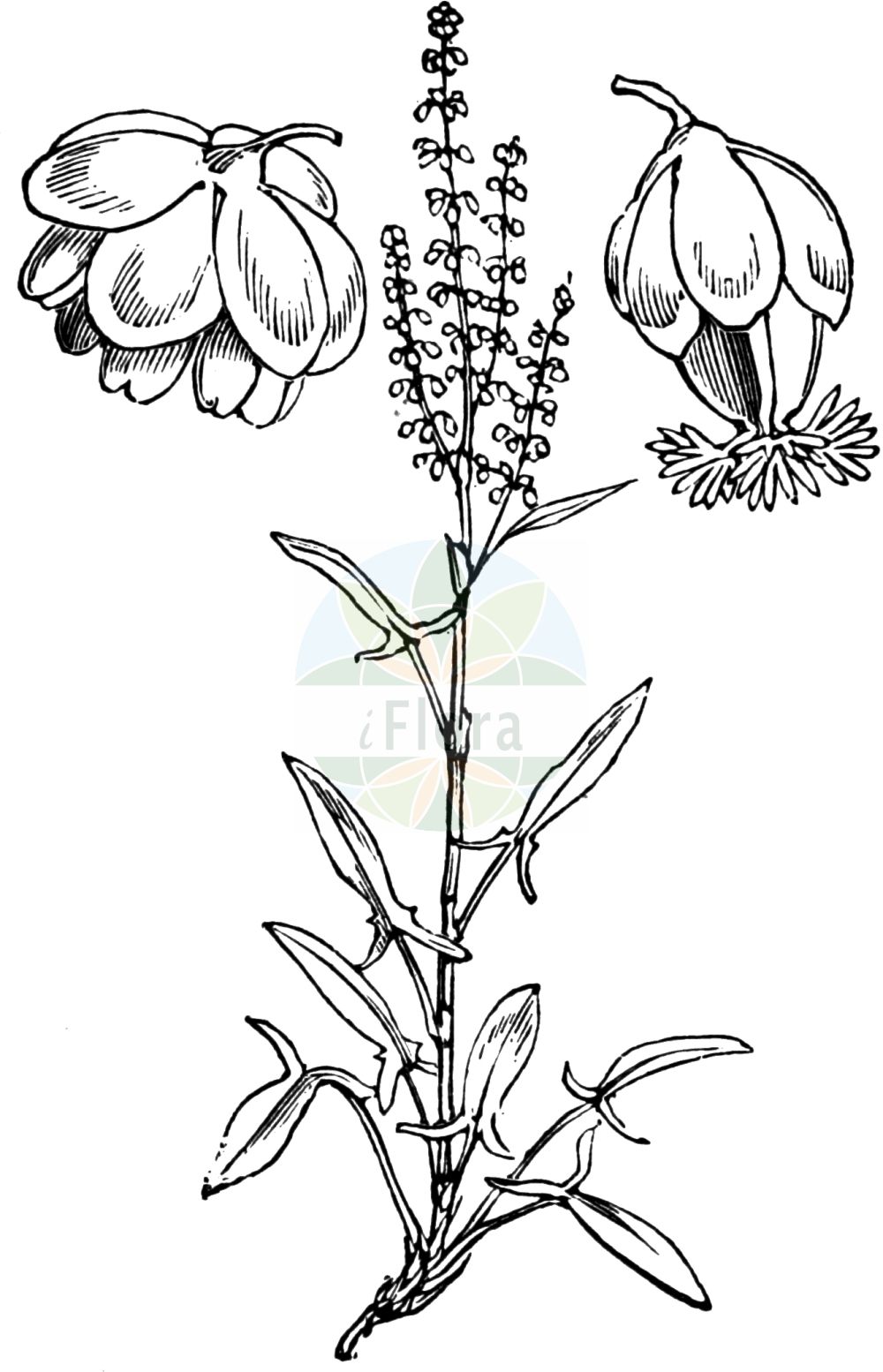 Rumex acetosella - Polygonaceae,Plantae,Pteridobiotina,Angiosperms,Caryophyllales,Polygonaceae,Rumex,Rumex acetosella,Acetosa acetosella, Acetosa arvensis, Acetosa hastata, Acetosa multifida, Acetosa parva, Acetosa repens, Acetosa sterilis, Acetosella acetosella, Acetosella multifida, Acetosella multifida subsp. angiocarpa, Acetosella multifida subsp. australis, Acetosella multifida subsp. tenuifolia, Acetosella multifida subsp. vulgaris, Acetosella tenuifolia, Acetosella vulgaris, Acetosella vulgaris f. integrifolia, Acetosella vulgaris f. multifida, Lapathum arvense, Rumex acetosella f. acetosella, Rumex acetosella subsp. acetosella, Rumex acetosella subsp. tenuifolius, Rumex acetosella var. acetosella, Rumex acetosella var. multifidus, Rumex acetosella var. tenuifolius, Rumex acetosella var. vulgaris, Rumex arvensis, Rumex fascilobus, Rumex multifidus, Rumex tenuifolius,Eigentlicher Kleiner Sauer-Ampfer;Kleiner Sauer-Ampfer;Gewöhnlicher Kleiner Sauerampfer;Hüllfrüchtiger Sauerampfer;Kleiner Sauerampfer;Verwachsenfrüchtiger Kleiner Sauerampfer;Kleiner Sauerampfer;Hüllfrüchtiger Sauer-Ampfer;sheep's sorrel;field sorrel;sheep sorrel;oseille;petite oseille;sûrette;common sorrel;red sorrel;common sheep sorrel;Petite oseille;Rumex petite oseille;rumex petite-oseille;oseillette;oseille des brebis;oseille de Pâques;petite oseille à feuilles étroites;petite vinette;sarcille;sarcillette;surelle;vinette sauvage;acedera menor;vinagrillo;romacilla;sangre de toro;barrabacillo;lenguilla;vinagrita;acederilla;Rómice acetosella;acetosa minore;romice acetosella;acetosa piccola;acetosella;schapezuring;stoelen-bies;azedinha;erva-azeda;щавелек;щавель воробьиный;щавель малый;kuzukulağı;lëpjetë;ufullaçkë;uthëllnike;mala kiselica;stippel-ganzevoet;bergsyra;äkta bergsyra;rodknæ;almindelig rødknæ;szczaw polny;hime-suiba;ヒメスイバ;mala kislica;juhsóska;kyselka obecná;šťovík menší tenkolistý;šťovík menší;măcriș mărunt;štaviček obyčajný;šťavel tenkolistý;щавель горобиний;кози киселец;козя брада;тънколистен лапад;väike oblikas;mazā skābene;småsyre;vanlig småsyre;ahosuolaheinä;hundasúra;мали кисељак;танколисни штавељ;smulkioji rūgštynė;ξινάκι;xiǎo suān mó;小酸模