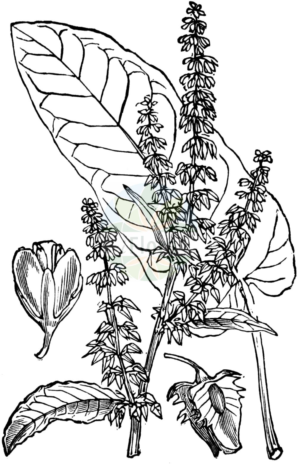 Rumex obtusifolius - Polygonaceae,Plantae,Pteridobiotina,Angiosperms,Caryophyllales,Polygonaceae,Rumex,Rumex obtusifolius,Acetosa obtusifolia, Lapathum obtusifolium, Lapathum sylvestre, Rumex agrestis, Rumex crispatulus, Rumex laevigatus, Rumex obtusifolius subsp. agrestis, Rumex obtusifolius subsp. obtusifolius, Rumex obtusifolius var. agrestis,Eigentlicher Stumpfblättriger Ampfer;Stumpfblättriger Ampfer;Stumpfblatt-Ampfer;Gewöhnlicher Stumpfblättriger Ampfer;broad-leaved dock;bitter dock;broadleaf dock;patience a feuilles obtuses;blunt-leaved dock;broad-leaf dock;Patience sauvage;Rumex à feuilles obtuses;patience à feuilles obtuses;parelle;acedera obtusifolia;romaza de hoja grande;acedera de hojas obtusas;acedera;engordapuercos;lengua de vaca;lenguaperro;romaza;romaza vulgar;Romice comune;romice dei tetti;lingua di capra;romice a foglie ottuse;stinkende gouwe;ridderzuring;labaca-obtusa;manteigueira;labaça-obtusa;azeda-de-folha-larga;coenha;erva-britânica;labaça;labaça-de-folha-larga;labaçol;ruibarbo-selvagem;щавель туполистный;kökükızıl;lëpjetë;lëpjetë e rëndomtë;lëpjetë me gjethe shytë;llengües de bou;paradella obtusifòlia;tupolisna kiselica;stinkende ballote;tomtskräppa;åkertomtskräppa;skogstomtskräppa;butbladet skræppe;tandfri skræppe;szczaw tępolistny;ezo-no-gishi-gishi;hiroha-gishi-gishi;エゾノギシギシ;ヒロハギシギシ;topolistna kislica;réti lórom;šťovík tupolistý;šťavel tupolistý;štiavec tupolistý;тъполистен лапад;tömbilehine oblikas;struplapu skābene;byhøymol;puistohierakka;taarhahierakka;tylppälehtihierakka;штавељ коњштак;bukalapė rūgštynė;μεγάλο λάπαθο;dùn yè suān mó;钝叶酸模