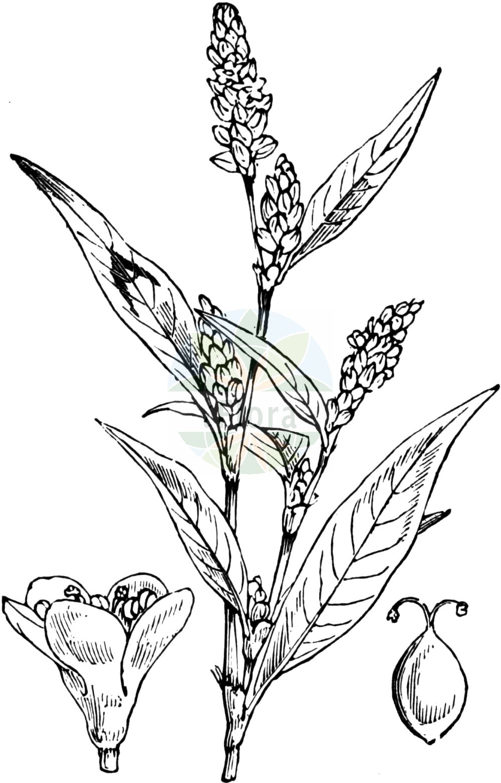 Persicaria maculosa - Polygonaceae,Plantae,Pteridobiotina,Angiosperms,Caryophyllales,Polygonaceae,Persicaria,Persicaria maculosa,Persicaria dolichopoda, Persicaria fusiformis, Persicaria maculosa var. argentea, Persicaria mitis, Persicaria salicifolia, Polygonum dolichopodum, Polygonum fusiforme, Polygonum persicaria, Polygonum persicaria var. ruderale, Polygonum puritanorum, Polygonum ruderale,Floh-Knöterich;Pfirsichblättriger Knöterich;redshank;spotted lady's-thumb;renouée persicaire;ladysthumb;red-leg;spotted ladysthumb;persicaria;small water-pepper;Renouée persicaire;persicaire douce;pied-rouge;pilingre;fer à cheval;persicaire;poligono pejiguera;duraznillo comun;duraznillo común;persicaria manchada;polígono pejiguera;presseguera;duraznillo;hierba de Santa María;hierba pejiguera;pejiguera;persicaria;Poligono persicaria;persicaria;perzikkruid;smerte;persicaria-de-pe-vermelho;persicaria-de-pé-vermelho;erva-pessegueira;persicária-de-pé-vermelho;cristas;erva-das-pulgas;erva-pulgueira;persicária;persicária-vulgar;pessegueira;pesseguelha;горец почечуйный;söğüt otu;nejca gjethepjeshk;nejcë;herba presseguera vera;presseguera vera;pjegasti dvornik;strand-korn;åkerpilört;ferskenpileurt;rdest płamisty;harutade;haru-tade;ハルタデ;breskova dresen;baracklevelű keserűfű;rdesno červivec;ardei broaştei;iarbă roșie;horčiak broskyňolistý;horčiak obyčajný;гірчак почечуйний;обикновено пипериче;прасковолистно пиперче;harilik kirburohi;blusu sūrene;hønsegras;hanhentatar;flóajurt;мали лисац;обични дворник;dėmėtasis rūgtis;αγριοπιπερία;liǎo;蓼