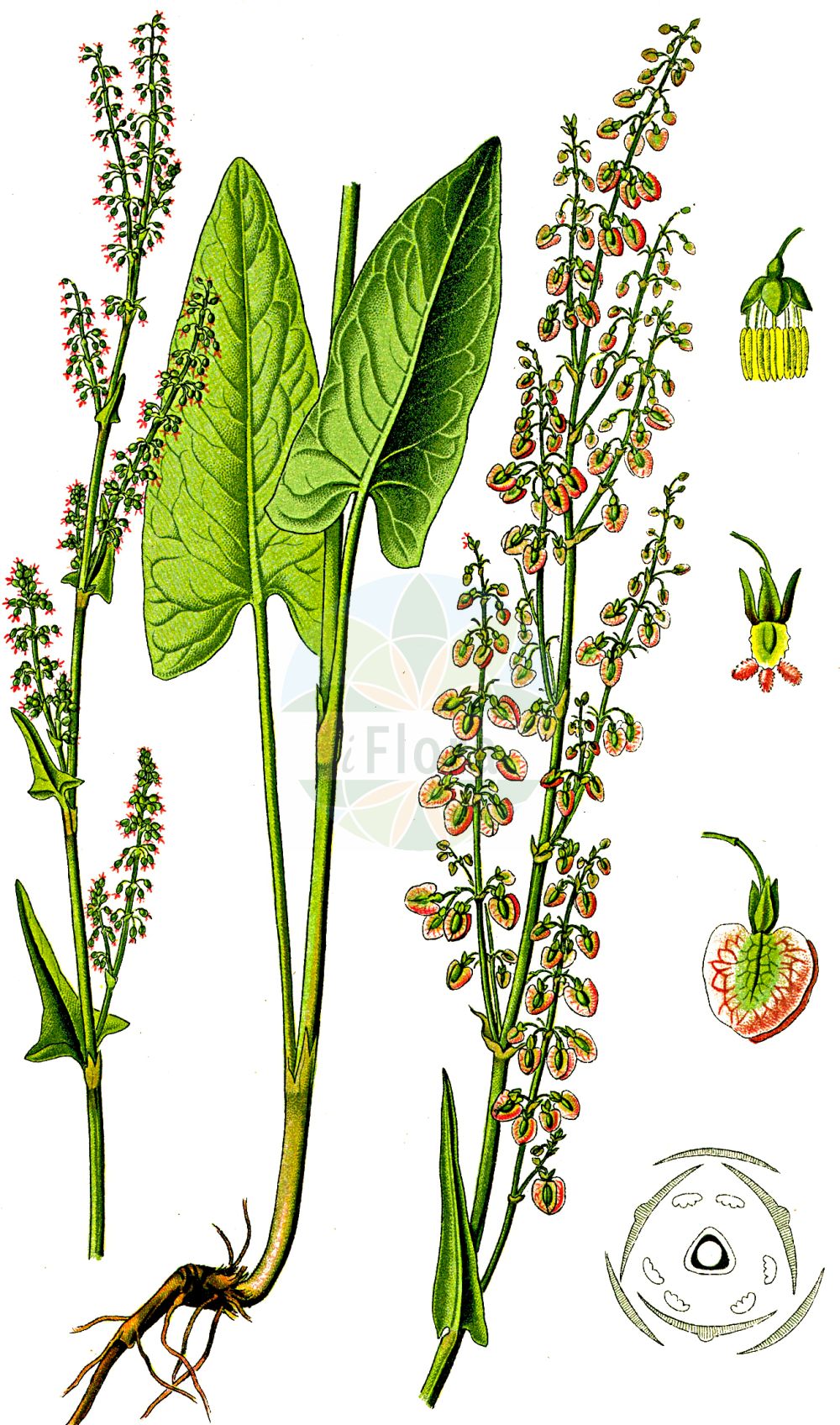 Rumex acetosa - Polygonaceae,Plantae,Pteridobiotina,Angiosperms,Caryophyllales,Polygonaceae,Rumex,Rumex acetosa,Acetosa agrestis, Acetosa amplexicaulis, Acetosa angustata, Acetosa bidentula, Acetosa fontanopaludosa, Acetosa hastifolia, Acetosa hastulata, Acetosa magna, Acetosa officinalis, Acetosa olitoria, Acetosa pratensis, Acetosa pratensis, Acetosa pratensis subsp. fontanopaludosa, Acetosa subalpina, Rumex acetosa subsp. acetosa, Rumex acetosa subsp. biformis, Rumex acetosa subsp. fontanopaludosus, Rumex acetosa var. fontanopaludosus, Rumex biformis, Rumex fontanopaludosus,Wiesen-Sauer-Ampfer;Großer Sauerampfer;Wiesen-Sauerampfer;Gewöhnlicher Sauerampfer;common sorrel;garden sorrel;sourdock;grande oseille;green sorrel;meadow sorrel;sour dock;sheep's sorrel;Rumex oseille;Surette;oseille des prés;grande oseille;aigrette;oseille commune;oseille longue;oseille sauvage;surelle;viergeot;vinette;acedera comun;vinagrera silvestre;acederilla;acedilla;agrilla;acedera común;acedera;alacamines;cuchillos;vinagrera;vinagretas;Erba brusca;Romice acetosa;acetosa maggiore;saleggiola;stor-fryle;veldzuring;azedas;azeda;azedas-bravas;erva-vinagreira;vinagreira;щавель кислый;щавель обыкновенный;kişlek;lëpjetë;lëpjetë e thartë;lëpjetë livadhi;agrella;velika kiselica;stompbladig fonteinkruid;ängssyra;vanlig ängssyra;almindelig syre;szczaw zwyczajny;suiba;sukanpo;スイバ;スカンポ;navadna kislica;mezei sóska;šťovík kyselý;măcriș;šťavel kyslý;štiav kyslý;щавель кислий;киселец;лападец;обикновен щавел;hapu oblikas;parastā skāpene;engsyre;niittysuolaheinä;túnsúra;ливадски штавељ;обична киселица;valgomoji rūgštynė;ξινολάπαθο;suān mó;酸模
