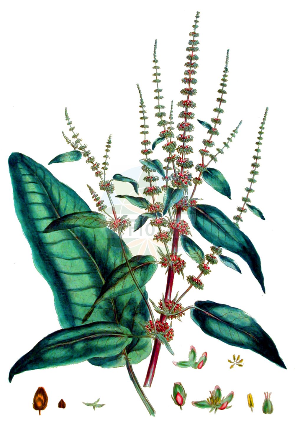 Rumex crispus - Polygonaceae,Plantae,Pteridobiotina,Angiosperms,Caryophyllales,Polygonaceae,Rumex,Rumex crispus,Lapathum crispum, Lapathum crispum, Rumex odontocarpus,Krauser Ampfer;curled dock;curly dock;yellow dock;patience crépue;rumex crépu;reguette;Rumex crépu;patience crépue;oseille à feuilles de patience;parelle;patience sauvage;reguette;parèle;rumex crispé;acedera crespa;romaza crespa;lechugon;hidrolápato menor;lengua de vaca canayria;canagria;pira de verraco;lechugón;acedera crispada;lapaza;lengua de buey;paciencia;romaza;romaza rizada;vinagrera;Romice crespo;lapazio;romice crespa;stink-ganzevoet;krulzuring;labaca-crespa;azeda-crespa;labaça-crespa;cata-cuz;labaça;regalo-da-horta;щавель курчавый;щавель японский;labada;lëpjetë;paradella crespa;kovrčava kiselica;stinkend streepzaad;krusskräppa;kruset skræppe;szczaw kędzierzawy;gishi-gishi;nagaba-gishi-gishi;nagabagishigishi;ギシギシ;ナガバギシギシ;kodrastolistna kislica;fodros lórom;šťovík kadeřavý;dragavei;šťavel kučeravý;štiavec kučeravý;щавель кучерявий;къдрав лапад;обикновен лапади;kärnoblikas;cirtainā skābene;krushøymol;poimuhierakka;hrukkunjóli;кудрава киселица;обични штавел;chum'ah mesulselet;חֻמְעָה מְסֻלְסֶלֶת;rauktalapė rūgštynė;λάπαθο;yáng tí;zhòu;zhòu yè suān mó;皱叶酸模;羊蹄