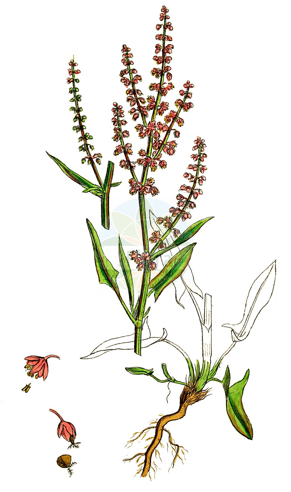 Rumex acetosella - Polygonaceae,Plantae,Pteridobiotina,Angiosperms,Caryophyllales,Polygonaceae,Rumex,Rumex acetosella,Acetosa acetosella, Acetosa arvensis, Acetosa hastata, Acetosa multifida, Acetosa parva, Acetosa repens, Acetosa sterilis, Acetosella acetosella, Acetosella multifida, Acetosella multifida subsp. angiocarpa, Acetosella multifida subsp. australis, Acetosella multifida subsp. tenuifolia, Acetosella multifida subsp. vulgaris, Acetosella tenuifolia, Acetosella vulgaris, Acetosella vulgaris f. integrifolia, Acetosella vulgaris f. multifida, Lapathum arvense, Rumex acetosella f. acetosella, Rumex acetosella subsp. acetosella, Rumex acetosella subsp. tenuifolius, Rumex acetosella var. acetosella, Rumex acetosella var. multifidus, Rumex acetosella var. tenuifolius, Rumex acetosella var. vulgaris, Rumex arvensis, Rumex fascilobus, Rumex multifidus, Rumex tenuifolius,Eigentlicher Kleiner Sauer-Ampfer;Kleiner Sauer-Ampfer;Gewöhnlicher Kleiner Sauerampfer;Hüllfrüchtiger Sauerampfer;Kleiner Sauerampfer;Verwachsenfrüchtiger Kleiner Sauerampfer;Kleiner Sauerampfer;Hüllfrüchtiger Sauer-Ampfer;sheep's sorrel;field sorrel;sheep sorrel;oseille;petite oseille;sûrette;common sorrel;red sorrel;common sheep sorrel;Petite oseille;Rumex petite oseille;rumex petite-oseille;oseillette;oseille des brebis;oseille de Pâques;petite oseille à feuilles étroites;petite vinette;sarcille;sarcillette;surelle;vinette sauvage;acedera menor;vinagrillo;romacilla;sangre de toro;barrabacillo;lenguilla;vinagrita;acederilla;Rómice acetosella;acetosa minore;romice acetosella;acetosa piccola;acetosella;schapezuring;stoelen-bies;azedinha;erva-azeda;щавелек;щавель воробьиный;щавель малый;kuzukulağı;lëpjetë;ufullaçkë;uthëllnike;mala kiselica;stippel-ganzevoet;bergsyra;äkta bergsyra;rodknæ;almindelig rødknæ;szczaw polny;hime-suiba;ヒメスイバ;mala kislica;juhsóska;kyselka obecná;šťovík menší tenkolistý;šťovík menší;măcriș mărunt;štaviček obyčajný;šťavel tenkolistý;щавель горобиний;кози киселец;козя брада;тънколистен лапад;väike oblikas;mazā skābene;småsyre;vanlig småsyre;ahosuolaheinä;hundasúra;мали кисељак;танколисни штавељ;smulkioji rūgštynė;ξινάκι;xiǎo suān mó;小酸模