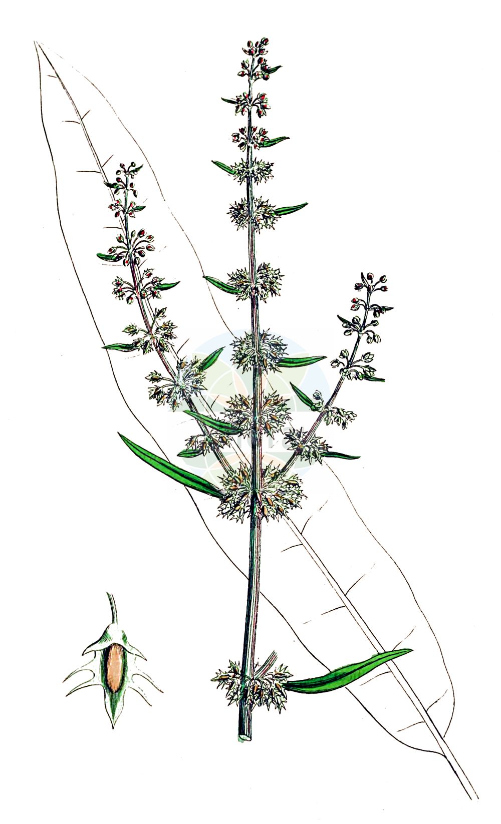 Rumex palustris - Polygonaceae,Plantae,Pteridobiotina,Angiosperms,Caryophyllales,Polygonaceae,Rumex,Rumex palustris,Sumpf-Ampfer;marsh dock;Rumex des marais;patience des marais;romaza;Romice palustre;moeraszuring;щавель болотный;щавель русский;tosbağa kulağı;močvarna kiselica;sumpskräppa;sump-skræppe;szczaw błotny;močvirska kislica;mocsári lórom;šťovík bahenní;šťovík mokradni;šťavel močiarny;štiavec močiarny;щавель багновий;блатен лапад;myrhøymol;mutahierakka;мочварни штавељ;ρούμεξ τελματώδης;υγρολάπαθο