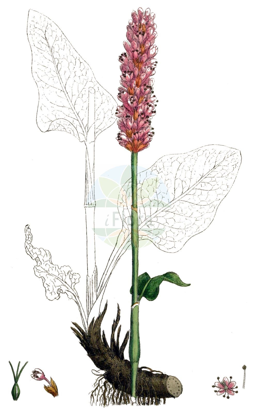 Persicaria bistorta - Polygonaceae,Plantae,Pteridobiotina,Angiosperms,Caryophyllales,Polygonaceae,Persicaria,Persicaria bistorta,Bistorta abbreviata, Bistorta carnea, Bistorta elliptica, Bistorta ensigera, Bistorta lapidosa, Bistorta major, Bistorta major subsp. carnea, Bistorta major subsp. cordifolia, Bistorta major subsp. elliptica, Bistorta major subsp. ensigera, Bistorta major subsp. nitens, Bistorta major subsp. plumosa, Bistorta major var. ovata, Bistorta major var. pacifica, Bistorta nitens, Bistorta officinalis, Bistorta officinalis subsp. japonica, Bistorta officinalis subsp. pacifica, Bistorta pacifica, Bistorta pacifica f. velutina, Bistorta pacifica var. tomentella, Bistorta plumosa, Bistorta subauriculata, Bistorta vulgaris, Bistorta vulgaris var. nitens, Bistorta vulgaris var. pacifica, Colubrina intorta, Polygonum bistorta, Polygonum bistorta subsp. plumosum, Polygonum bistorta var. plumosum, Polygonum lapidosum, Polygonum plumosum,Schlangen-Wiesenknöterich;Schlangen-Knöterich;Wiesen-Knöterich;Natterwurz;common bistort;european bistort;adderswort;bistort;serpentory;snakeroot;meadow bistort;Renouée bistorte;couleuvrée;serpentaire;andrelles;bistorte;feuillote;langue de boeuf;poligono bistorta;polígono bistorta;bistorta;bistorta menor;suelda colorada;Poligono bistorta;bistorta;poligono dei pascoli;serpentina;adderwortel;serpentaria-vermelha;serpentária-vermelha;bistorta;colubrina;горец змеиный;змеевик;раковые шейки;çimen eveleği;nejca e përdredhur;nejcë;bistorta;bistorta vera;livadni dvornik;suiker-berk;stor ormrot;slangeurt;rdest wężownik;ibuki-tora-no-o;イブキトラノオ;kačja dresen;kígyógyökerű keserűfű;lomikámen trsnatý křehký;rdesno hadí kořen;răculeț;hadík koreň väčší;hadovník väčší;гірчак зміїний;обикновено кървавиче;ussitatar;zalkšu sūrene;ormrot;konnantatar;slöngusúra;увинути дворник;rūgtis gyvatžolė;quán cān;拳参